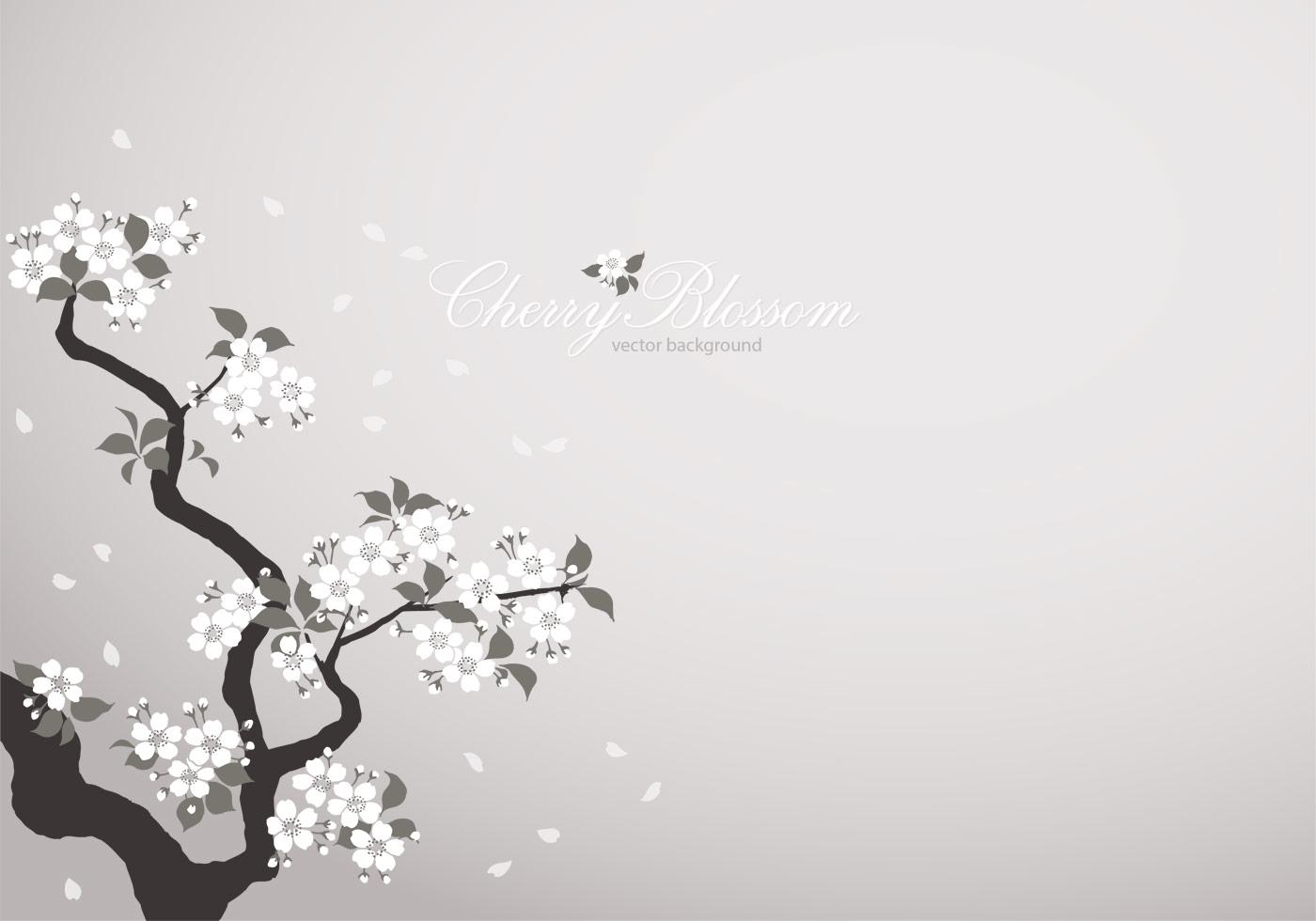 White Sakura Wallpapers Top Free White Sakura Backgrounds