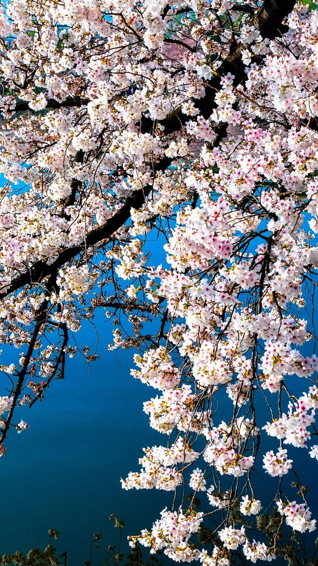 White Sakura Wallpapers Top Free White Sakura Backgrounds