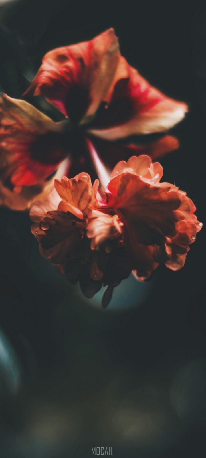 vivo Y20 Wallpapers Top Free vivo Y20 Backgrounds WallpaperAccess