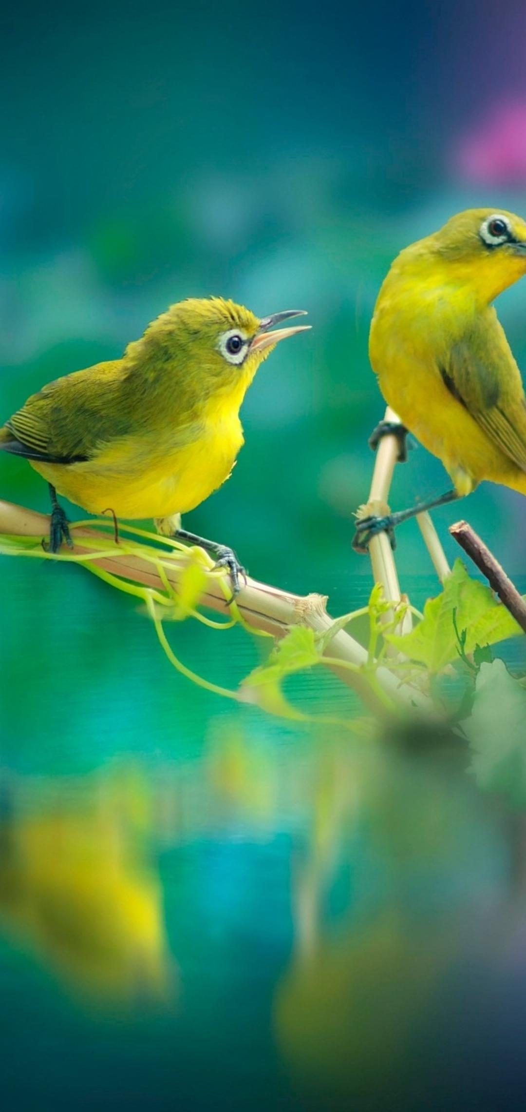 vivo Y20 Wallpapers Top Free vivo Y20 Backgrounds WallpaperAccess