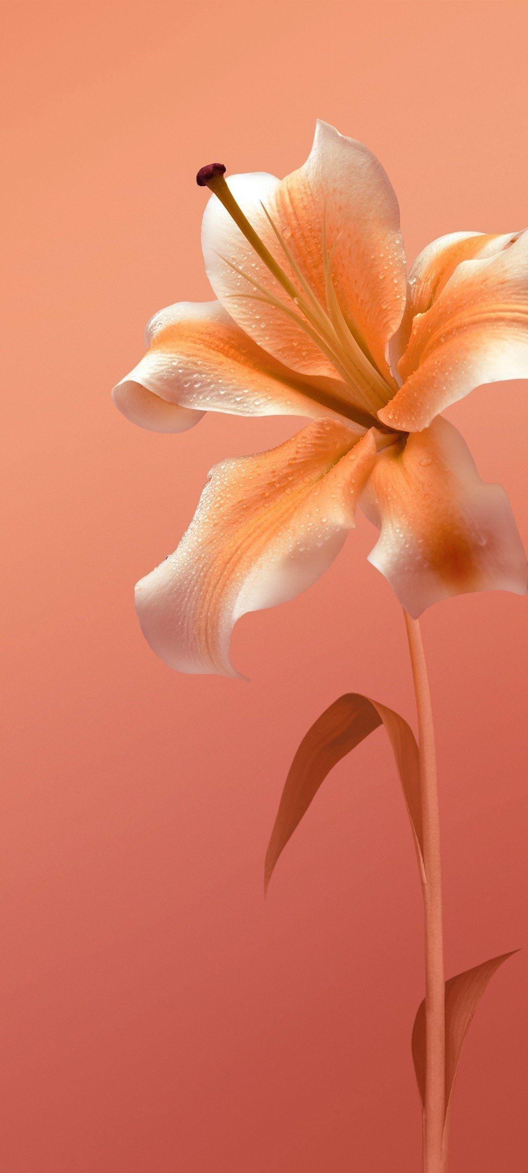 vivo Y20 Wallpapers Top Free vivo Y20 Backgrounds WallpaperAccess