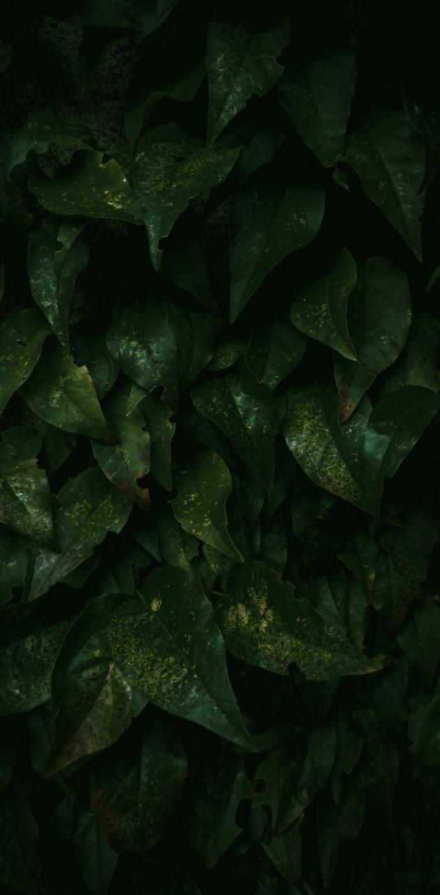 Deep Green Wallpapers Top Free Deep Green Backgrounds WallpaperAccess