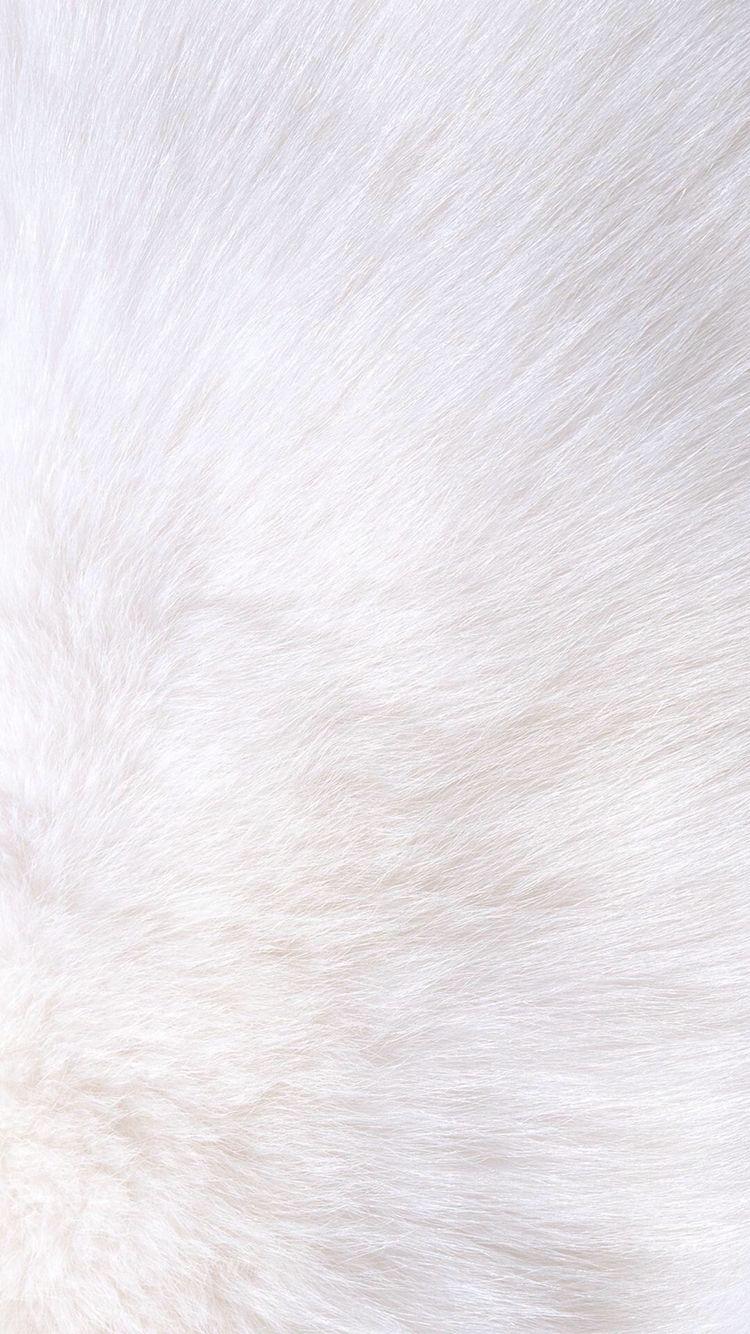 White Fur Wallpapers Top Free White Fur Backgrounds WallpaperAccess