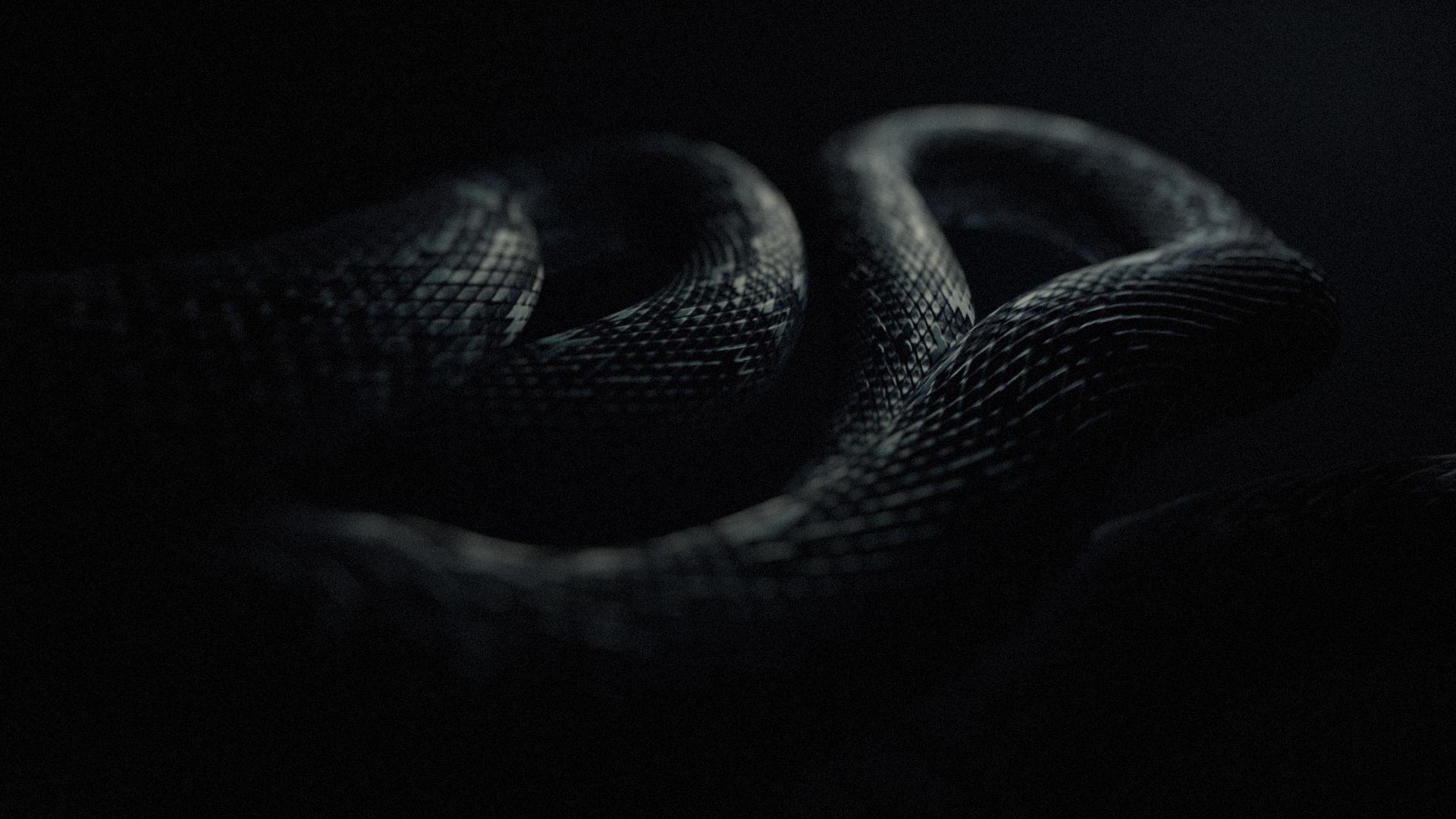Black Mamba Desktop Wallpapers Top Free Black Mamba Desktop