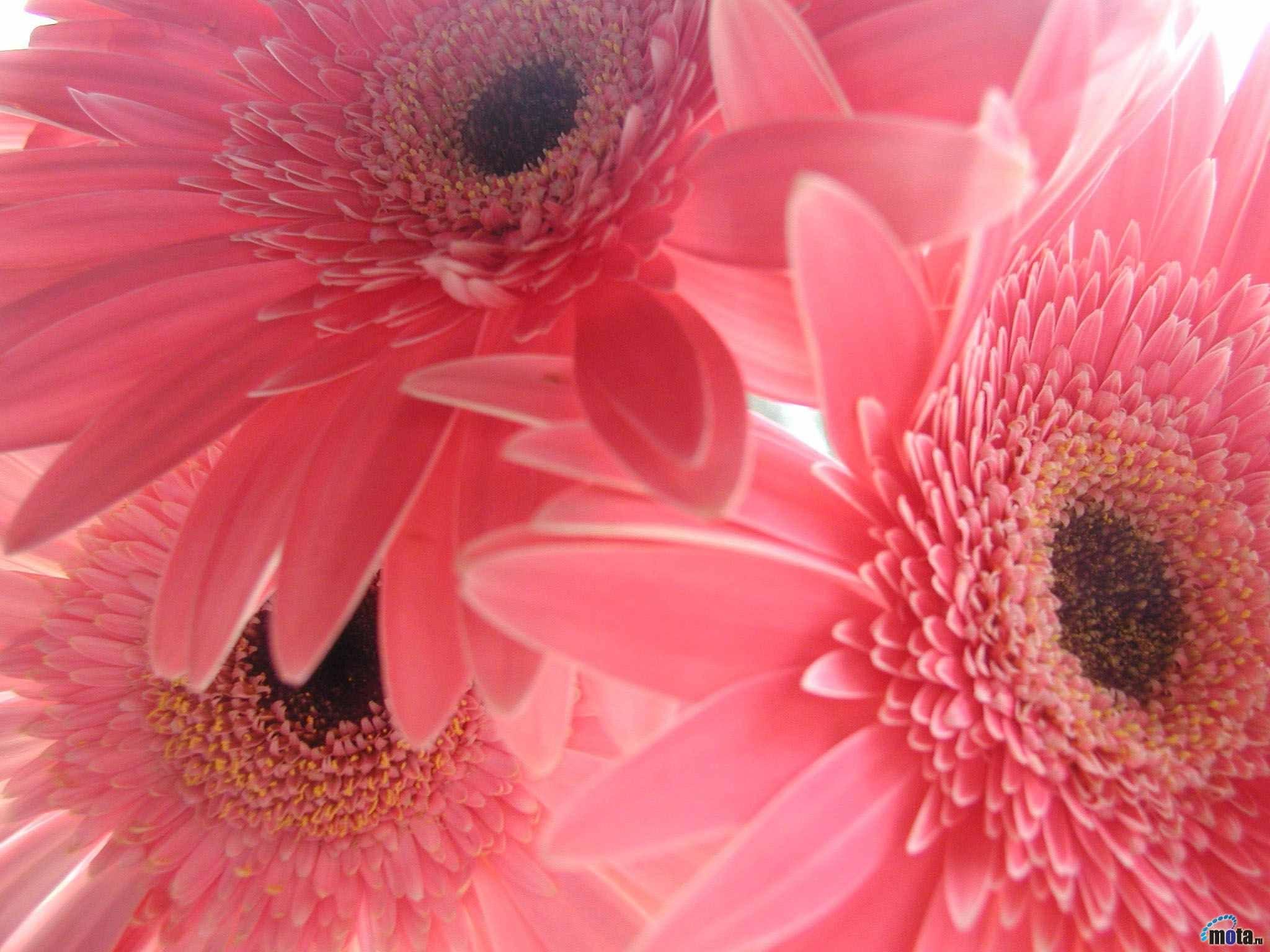 Pink Sunflower Desktop Wallpapers Top Free Pink Sunflower Desktop