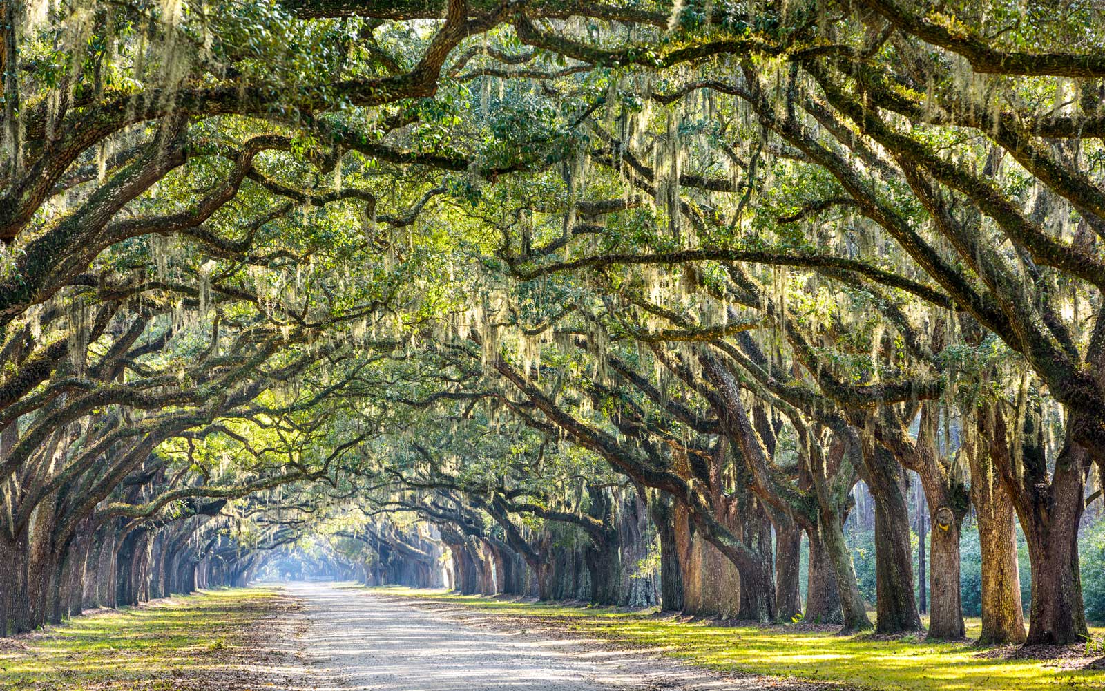 Savannah Wallpapers Top Free Savannah Backgrounds