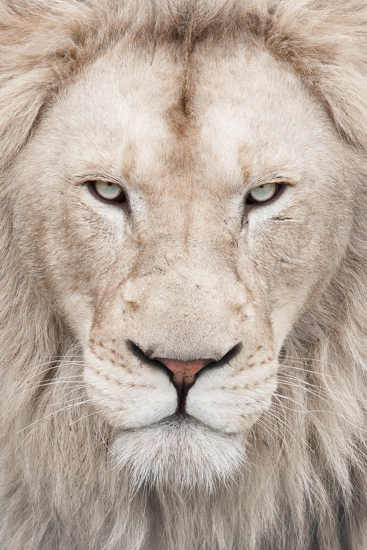 White Lion iPhone Wallpapers Top Free White Lion iPhone Backgrounds