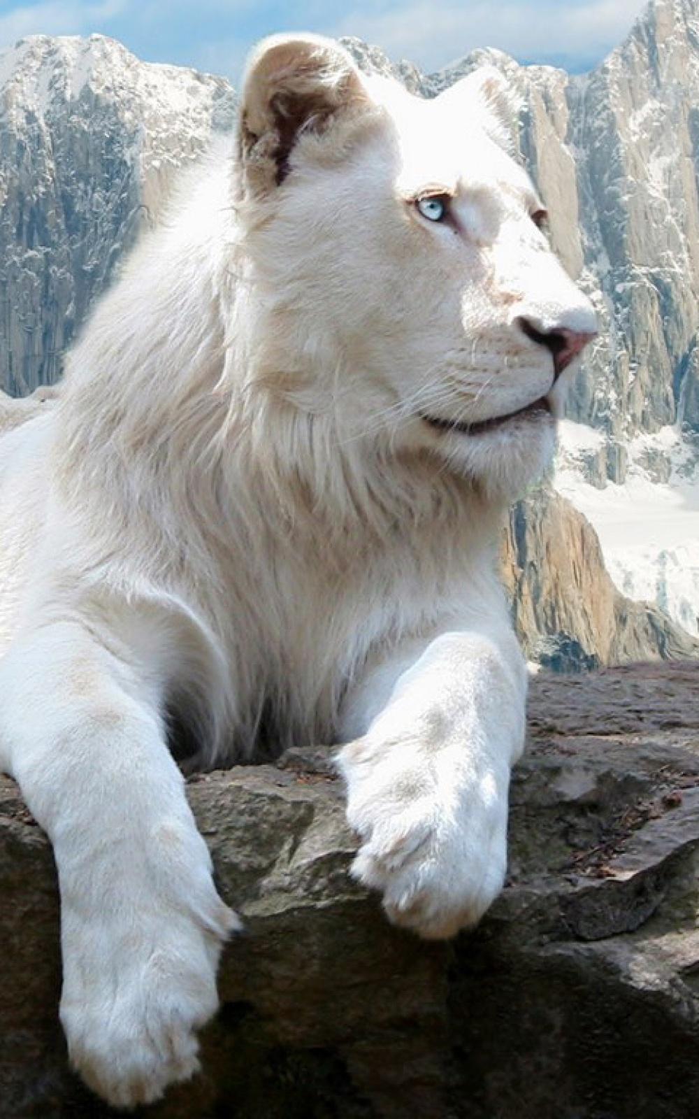White Lion iPhone Wallpapers Top Free White Lion iPhone Backgrounds WallpaperAccess