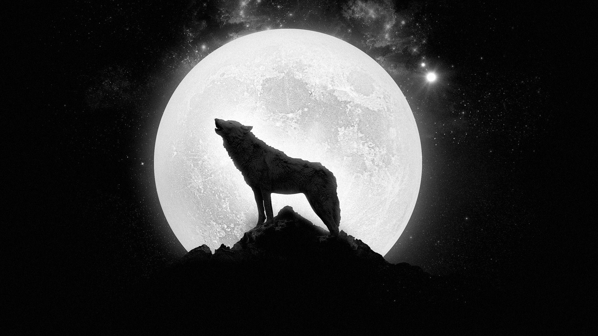 Blue Moon and Wolf Wallpapers Top Free Blue Moon and Wolf Backgrounds
