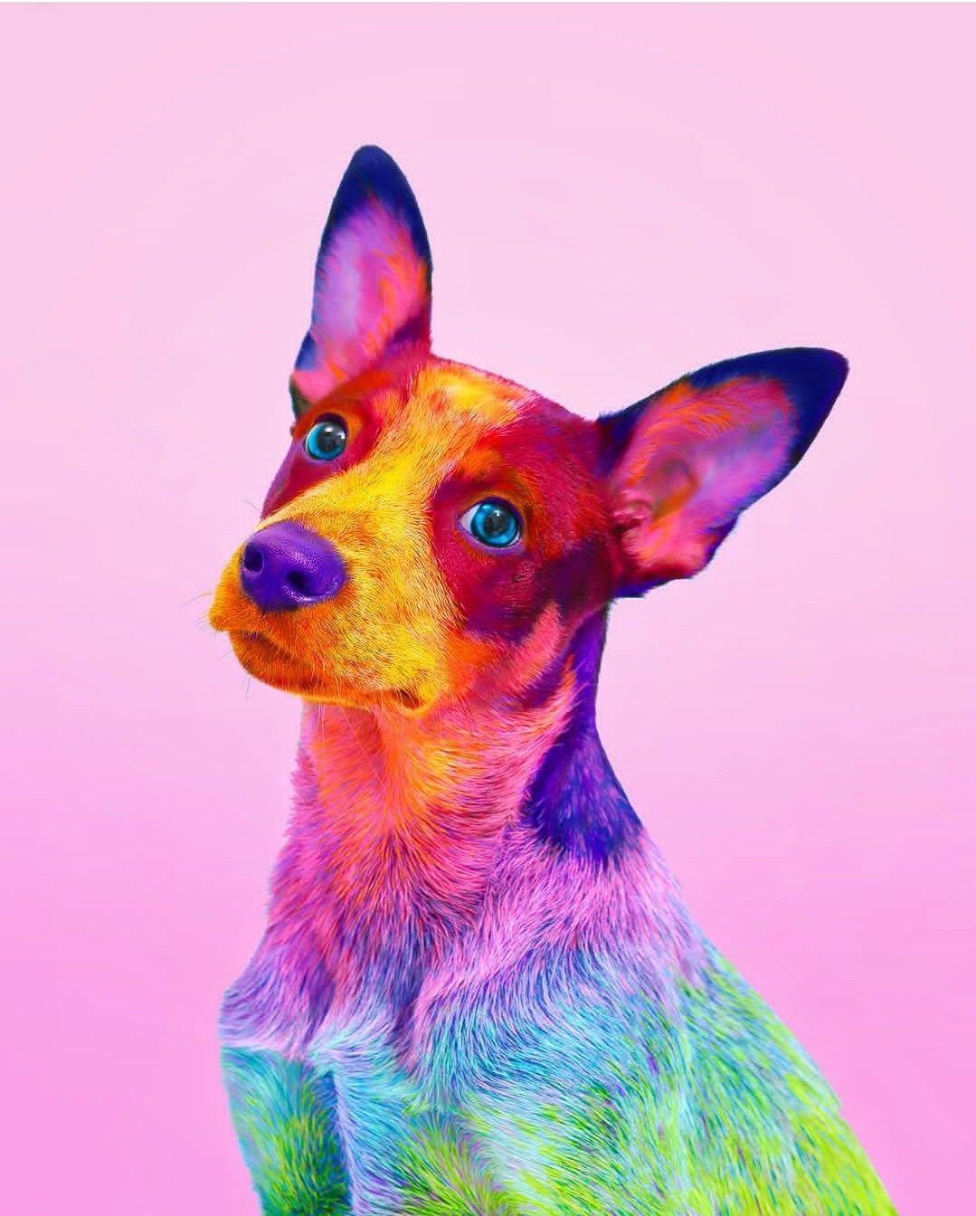 Cute Rainbow Animal Wallpapers Top Free Cute Rainbow Animal