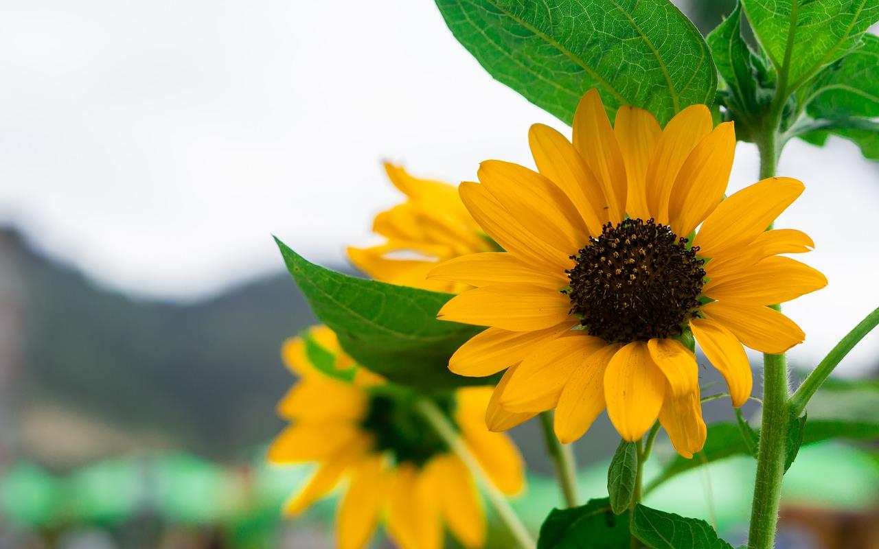 Sunflower Beach Wallpapers - Top Free Sunflower Beach Backgrounds