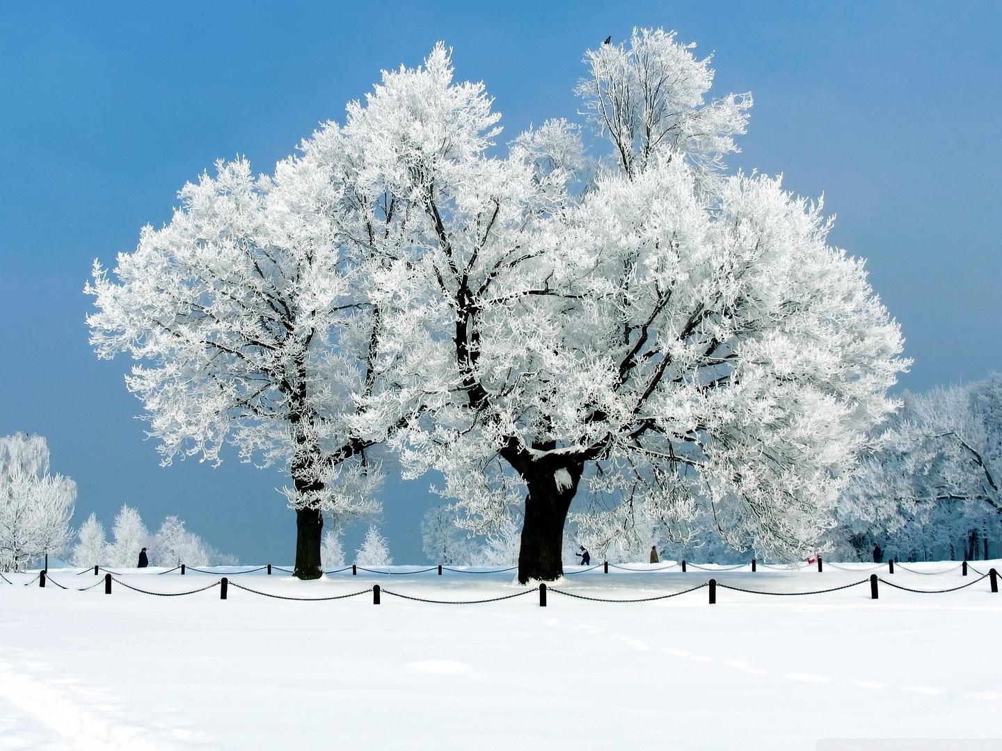 White Snow Tree Wallpapers Top Free White Snow Tree Backgrounds WallpaperAccess