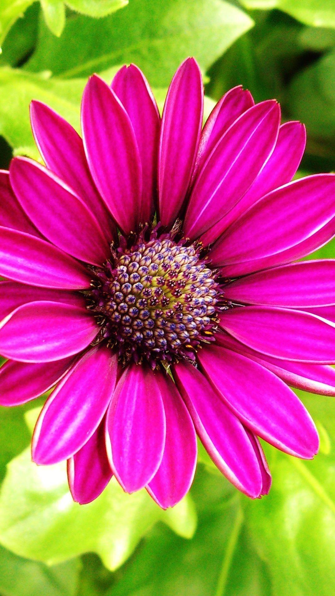 Colorful Floral iPhone Wallpapers Top Free Colorful Floral iPhone