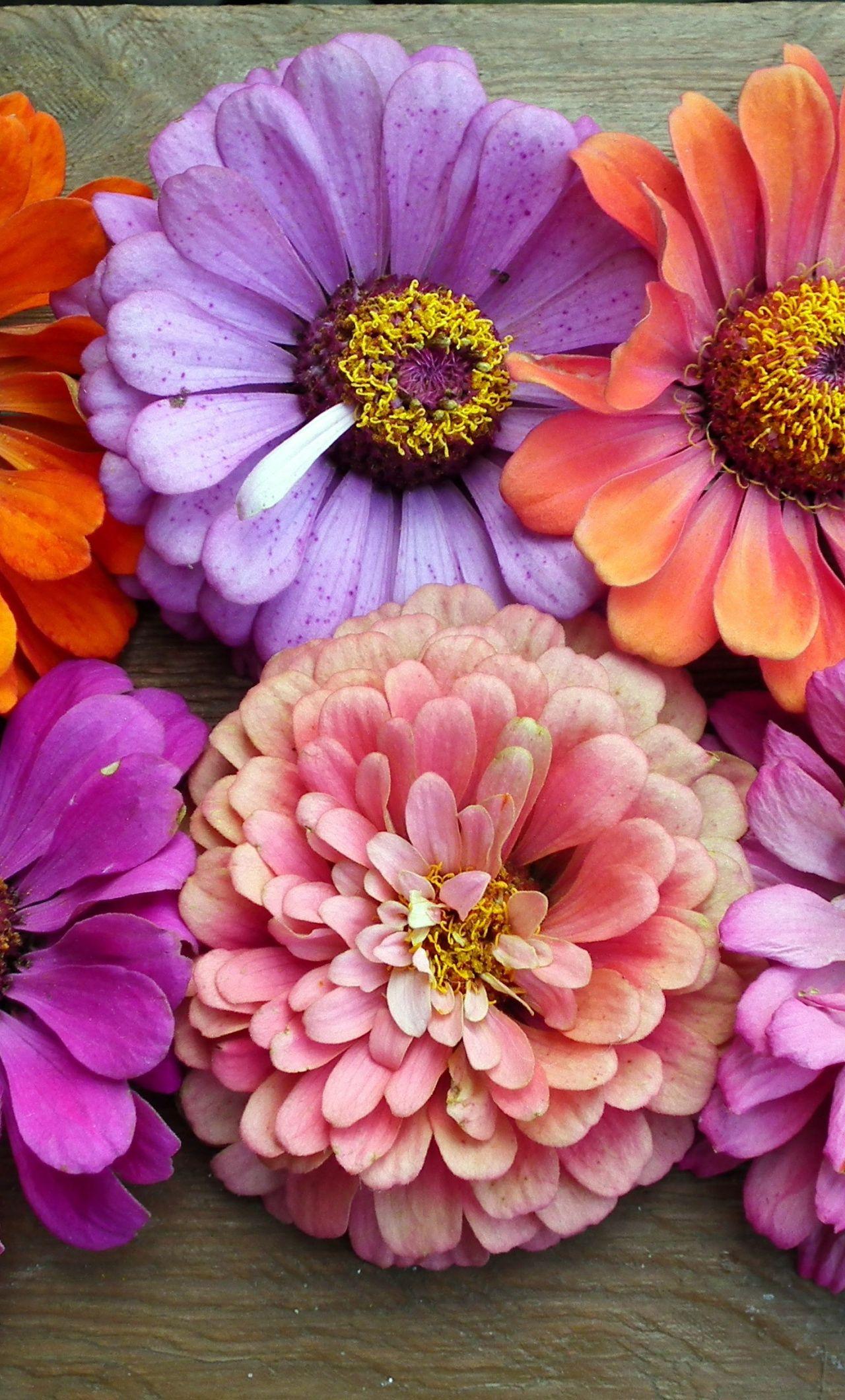 Colorful Floral iPhone Wallpapers Top Free Colorful Floral iPhone Backgrounds WallpaperAccess