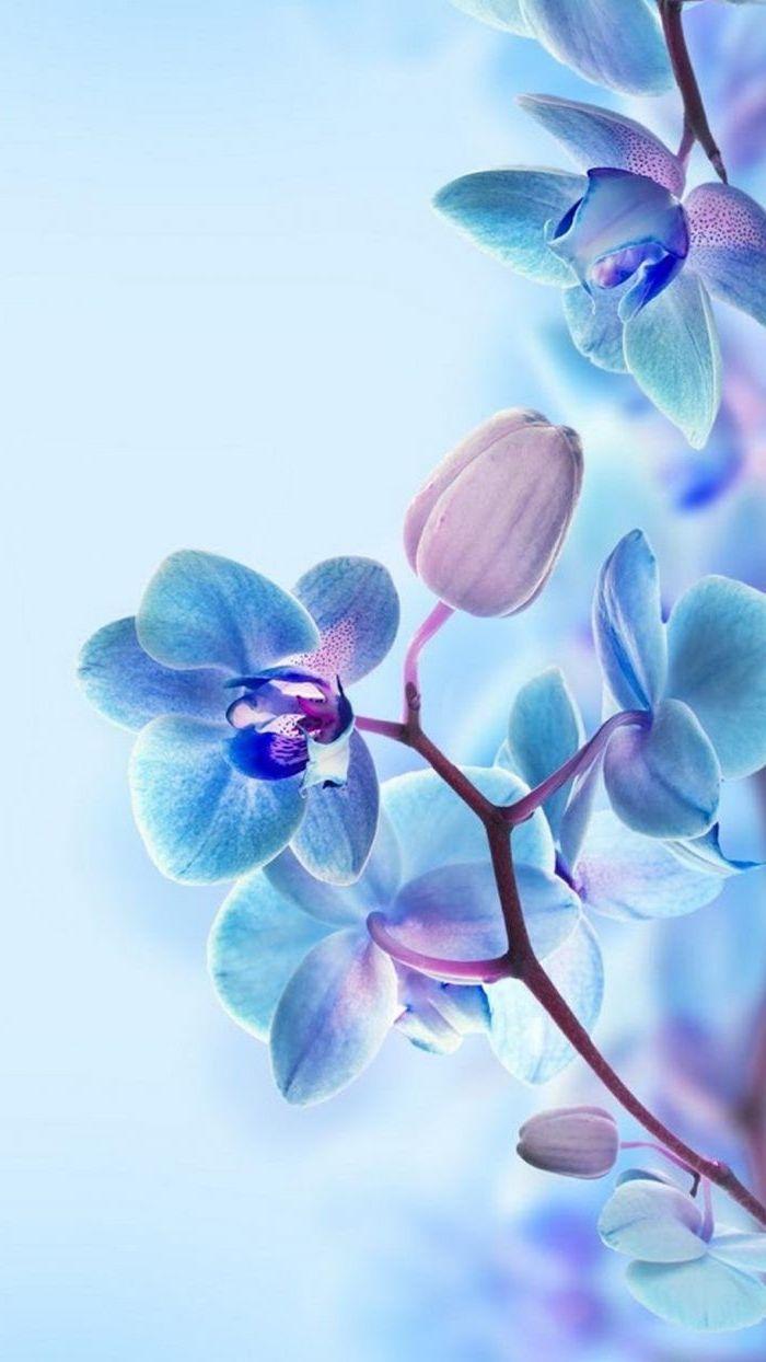Blue Flower Phone Wallpapers Top Free Blue Flower Phone Backgrounds
