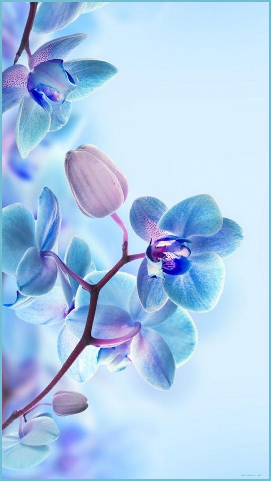 Blue Flower Phone Wallpapers Top Free Blue Flower Phone Backgrounds