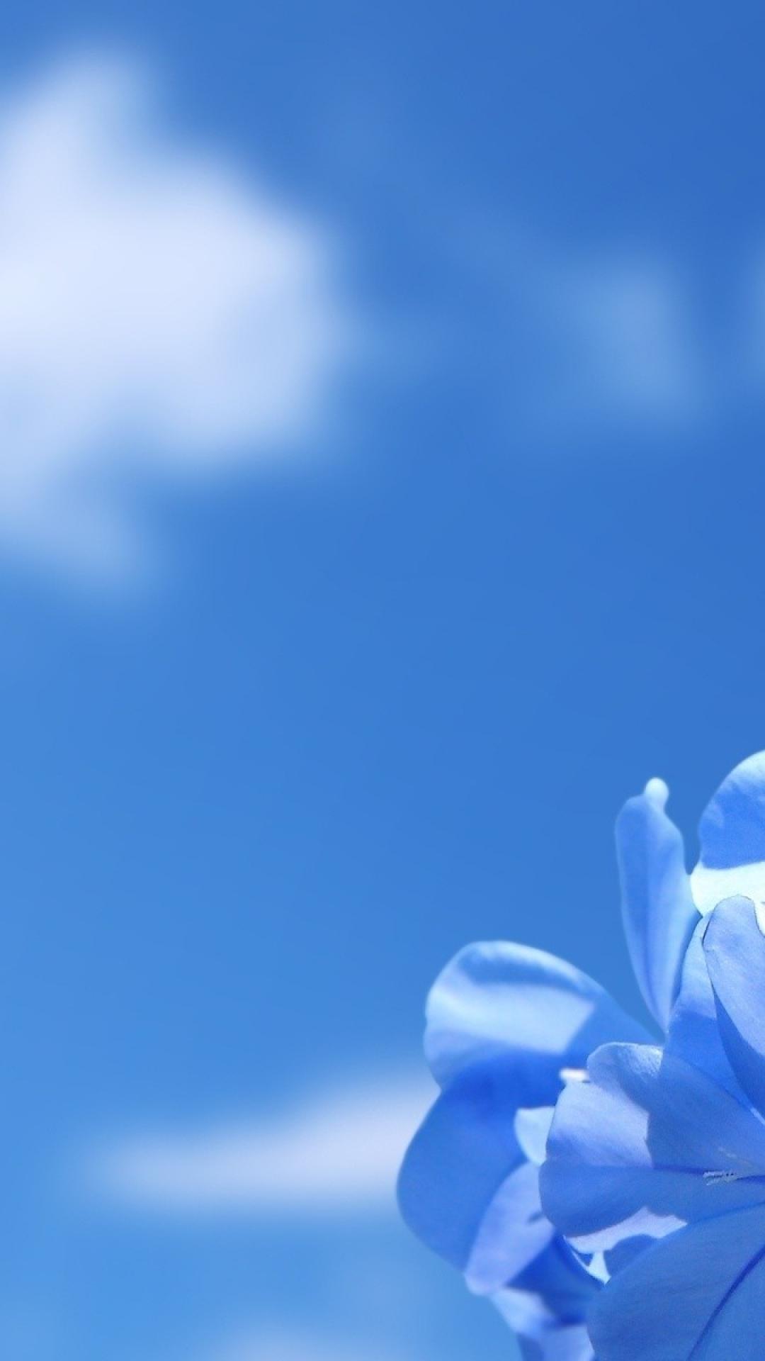 Blue Flower Phone Wallpapers Top Free Blue Flower Phone Backgrounds