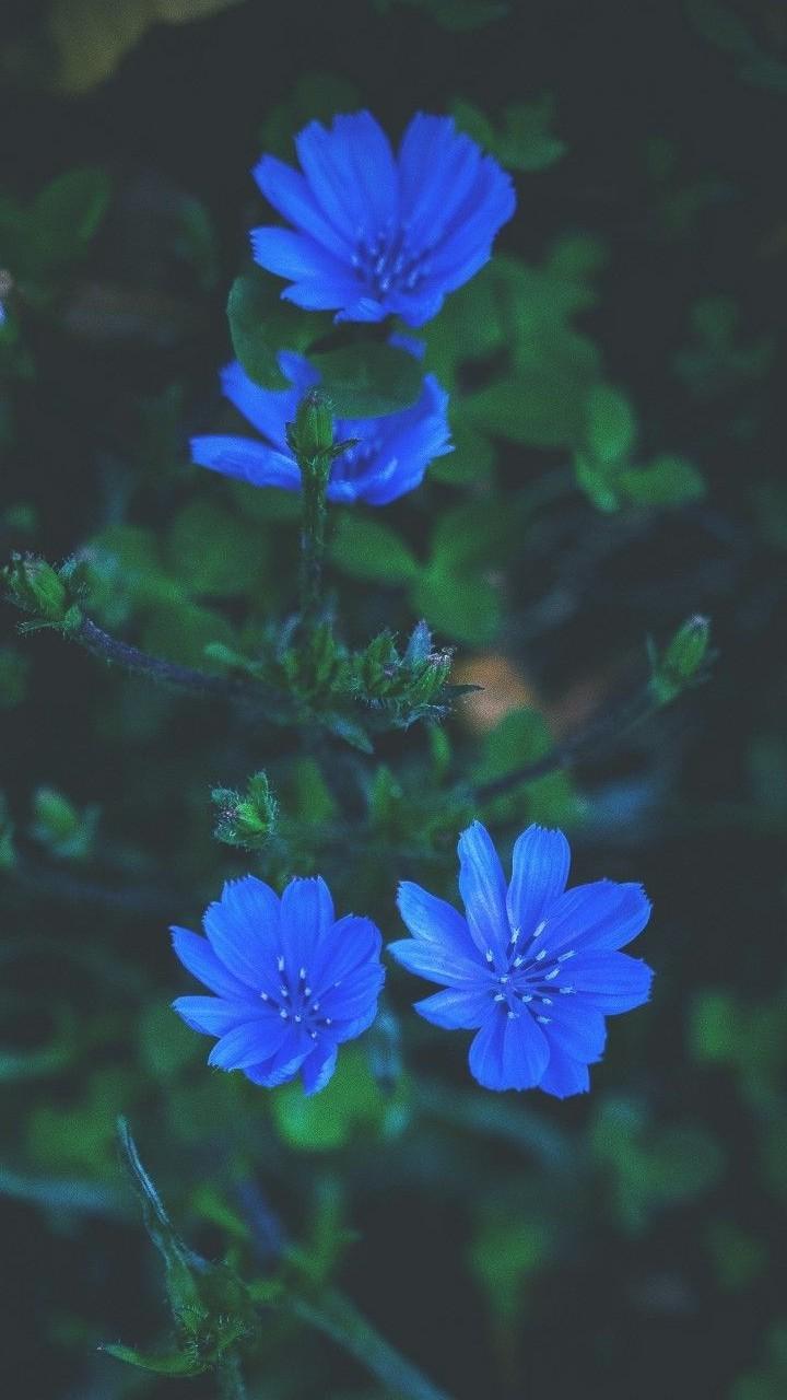 Blue Flower Phone Wallpapers Top Free Blue Flower Phone Backgrounds