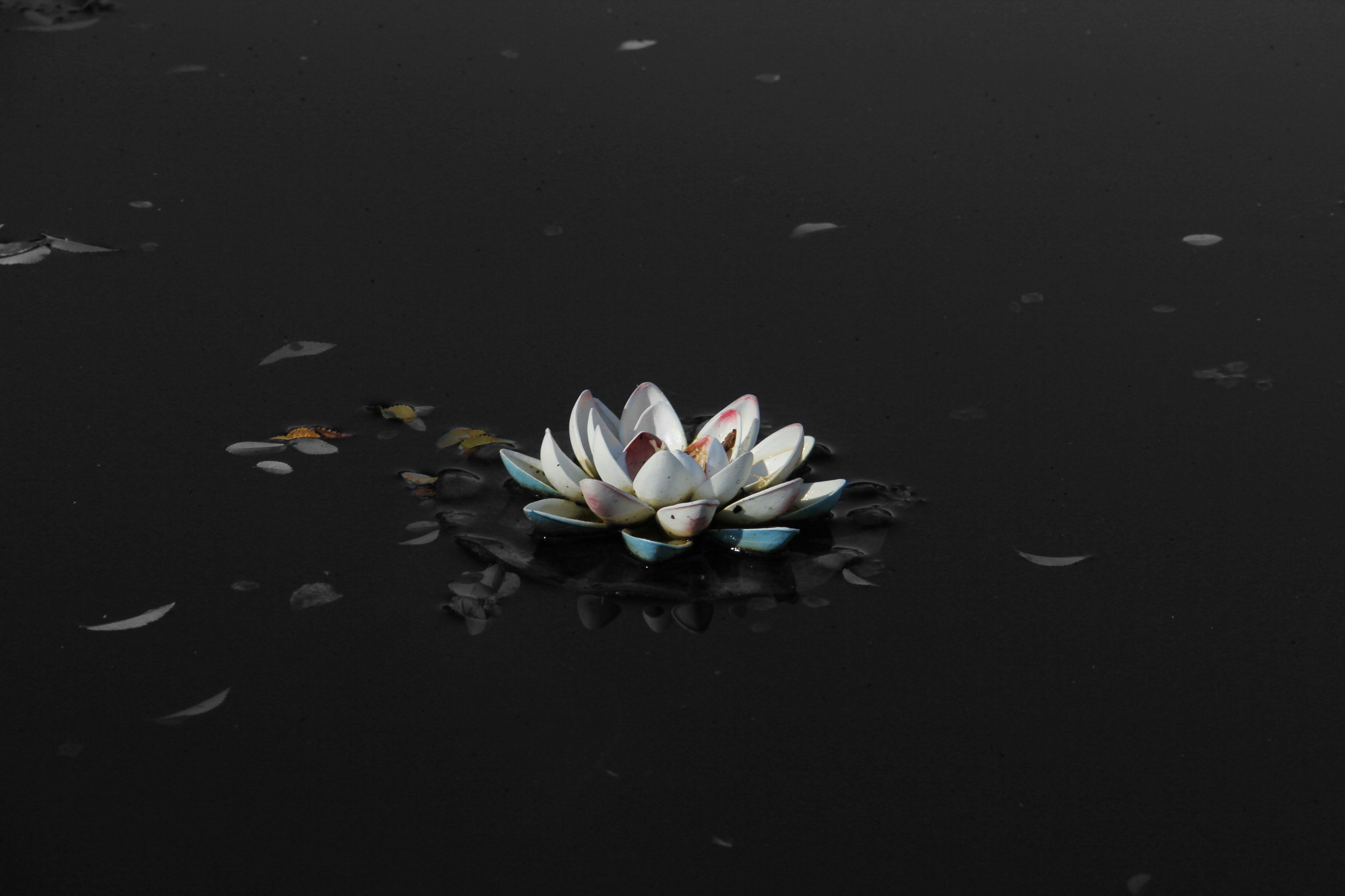 White Lotus Graphic Art Wallpapers Top Free White Lotus Graphic Art