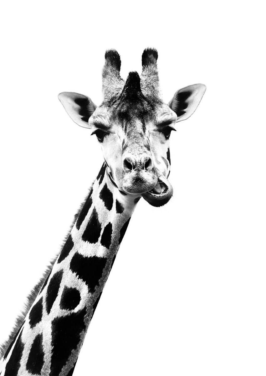Black and White Giraffe Wallpapers Top Free Black and White Giraffe
