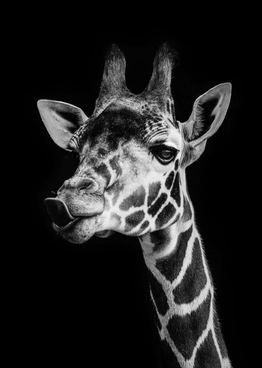Black and White Giraffe Wallpapers Top Free Black and White Giraffe
