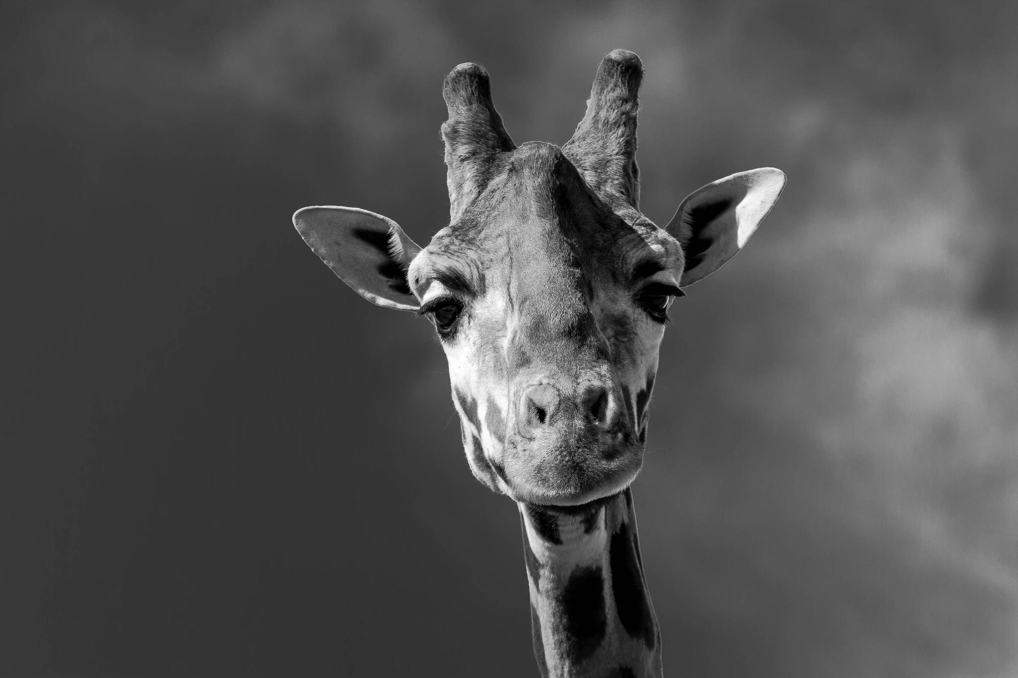 Black and White Giraffe Wallpapers Top Free Black and White Giraffe