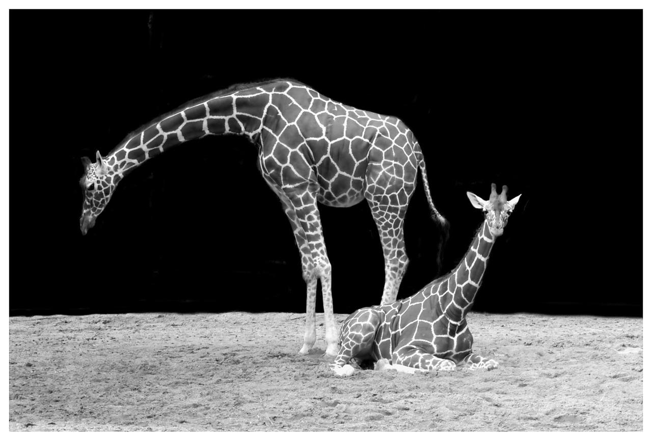 Black and White Giraffe Wallpapers Top Free Black and White Giraffe