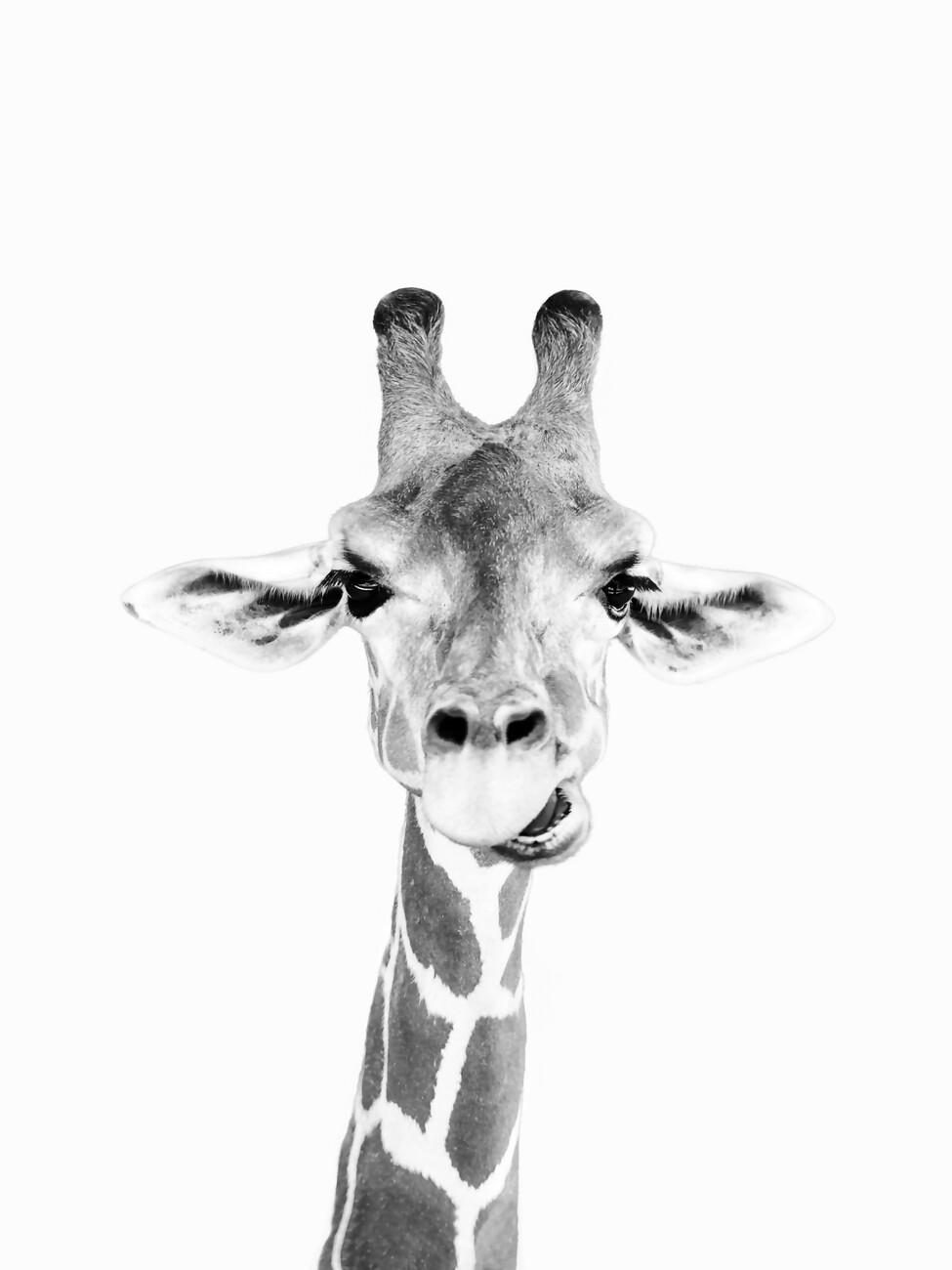 Black and White Giraffe Wallpapers Top Free Black and White Giraffe