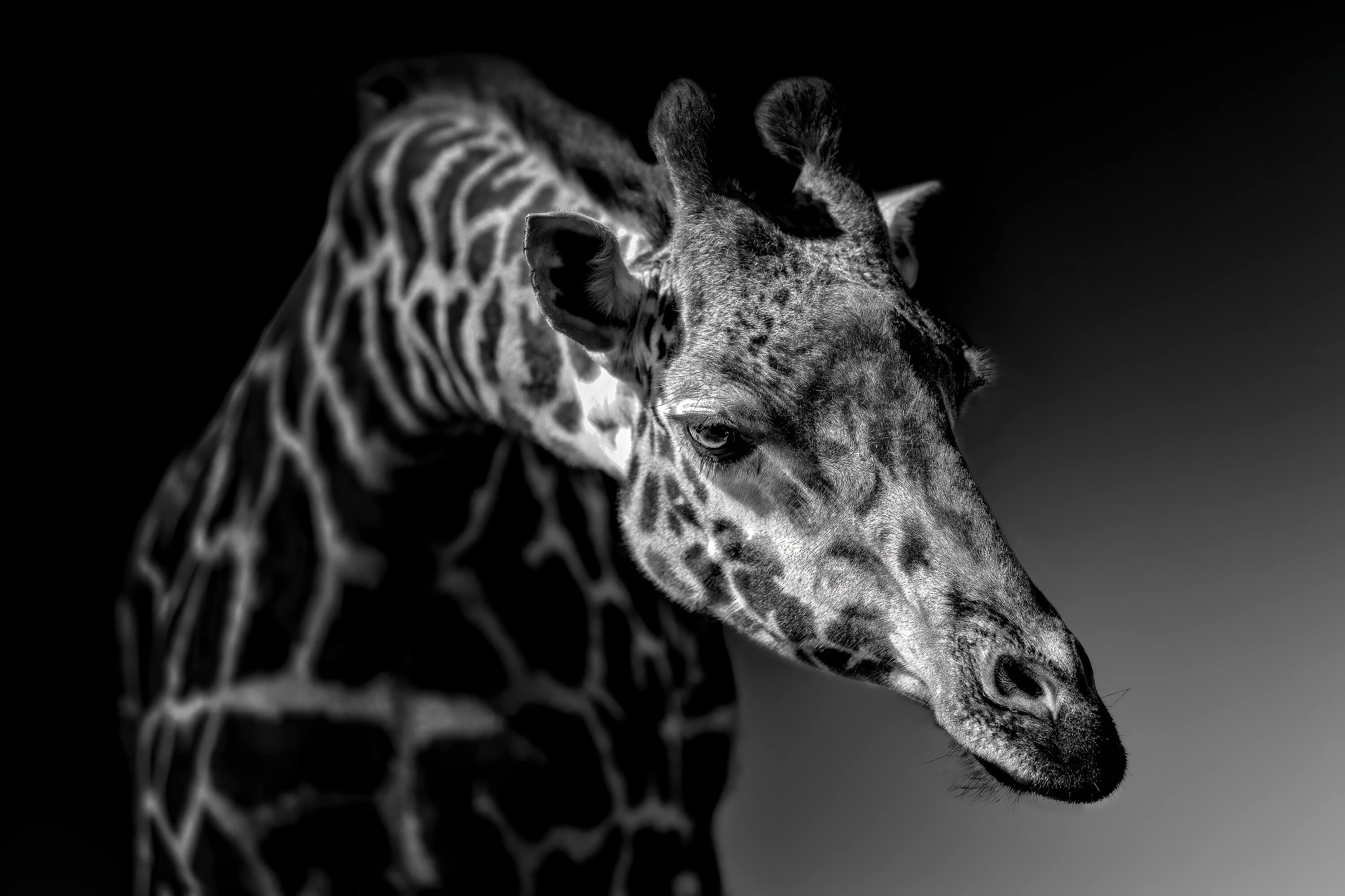 Black and White Giraffe Wallpapers Top Free Black and White Giraffe