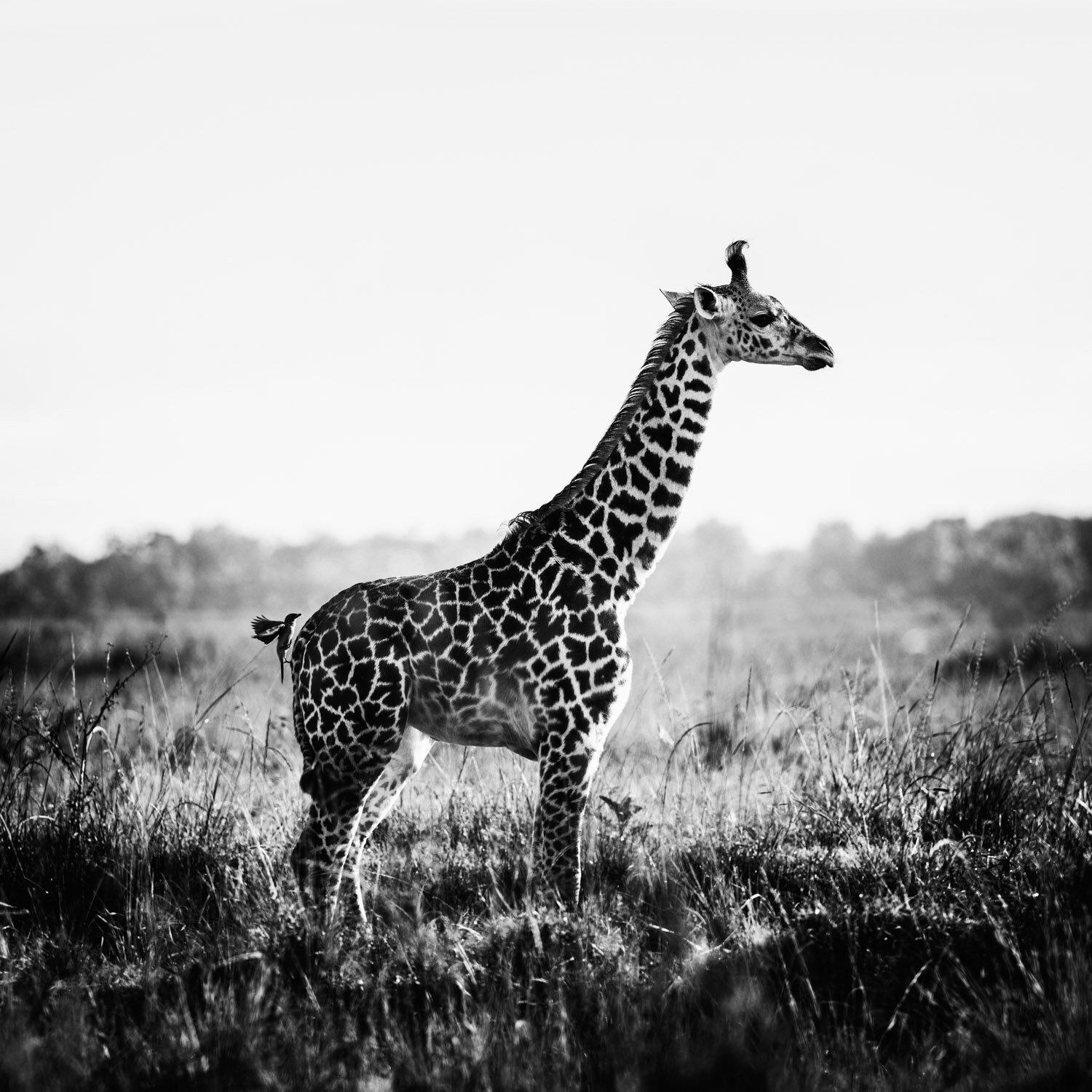 Black and White Giraffe Wallpapers Top Free Black and White Giraffe