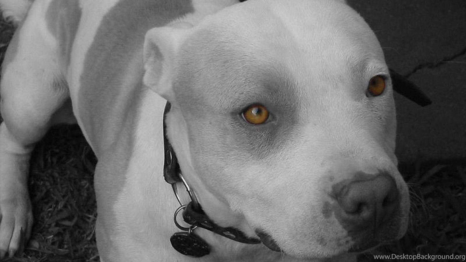 Baby Pitbulls Wallpapers Top Free Baby Pitbulls Backgrounds