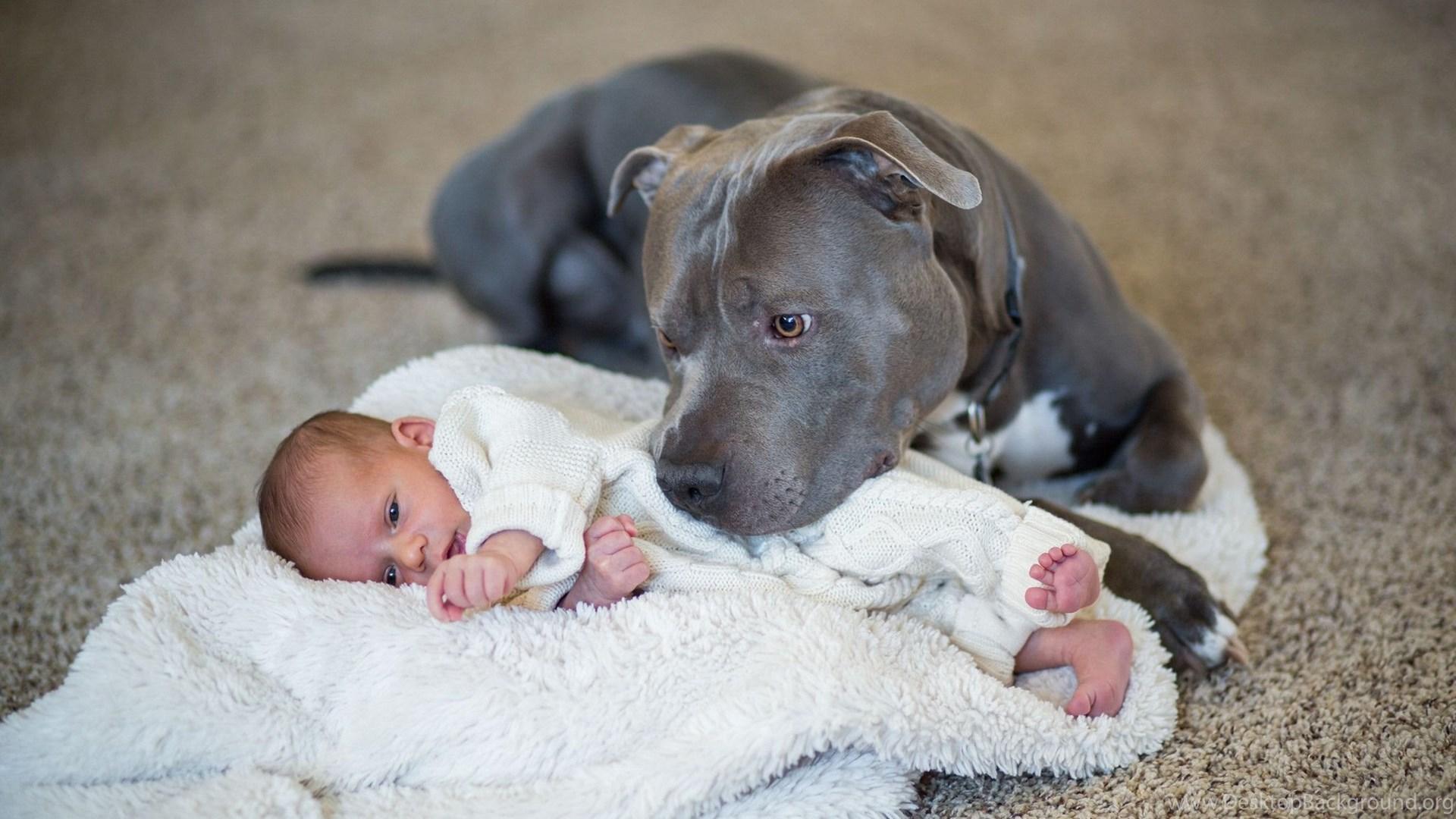 Baby Pitbulls Wallpapers Top Free Baby Pitbulls Backgrounds