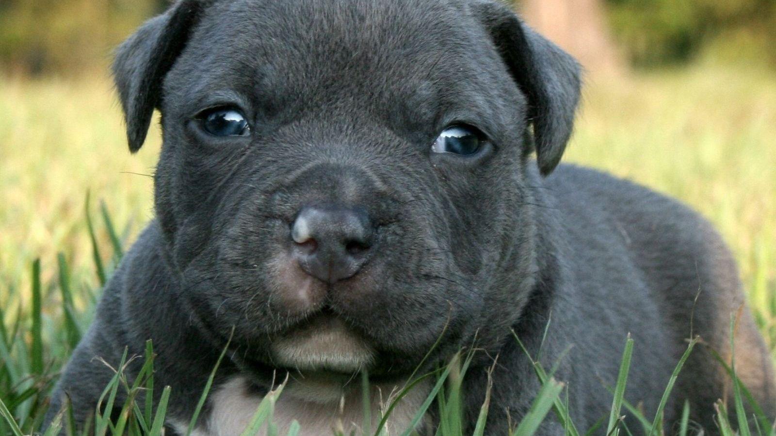 Baby Pitbulls Wallpapers Top Free Baby Pitbulls Backgrounds