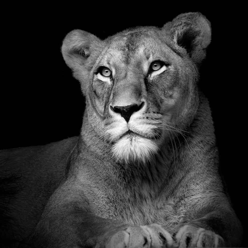 Lioness Black and White Wallpapers Top Free Lioness Black and White
