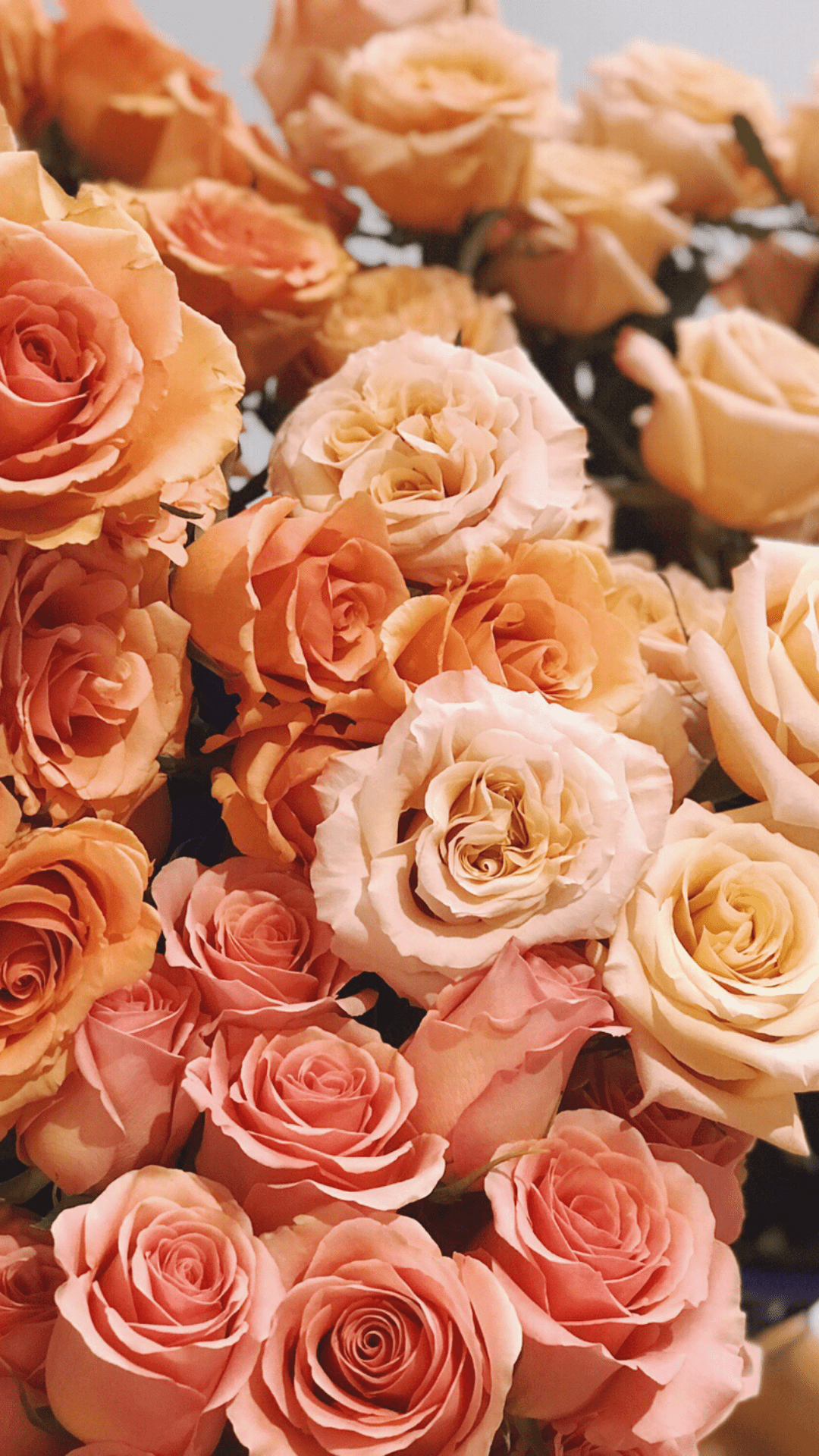 Fall Flowers iPhone Wallpapers Top Free Fall Flowers iPhone