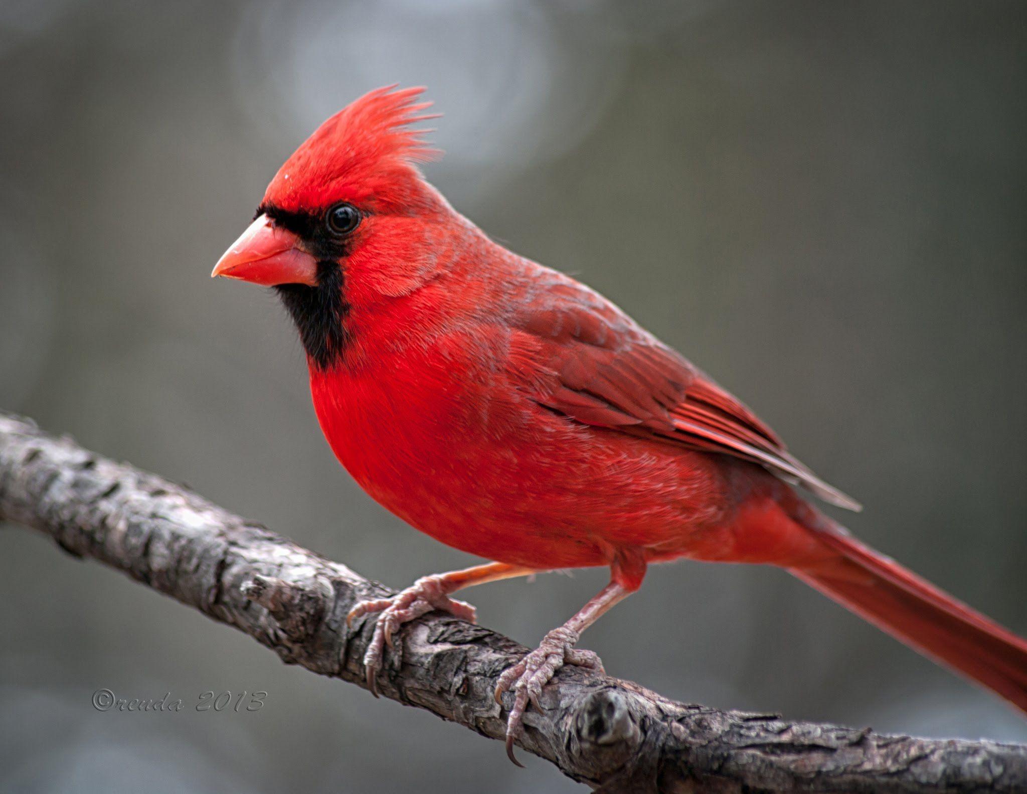 Red Cardinal Bird Wallpapers Top Free Red Cardinal Bird Backgrounds