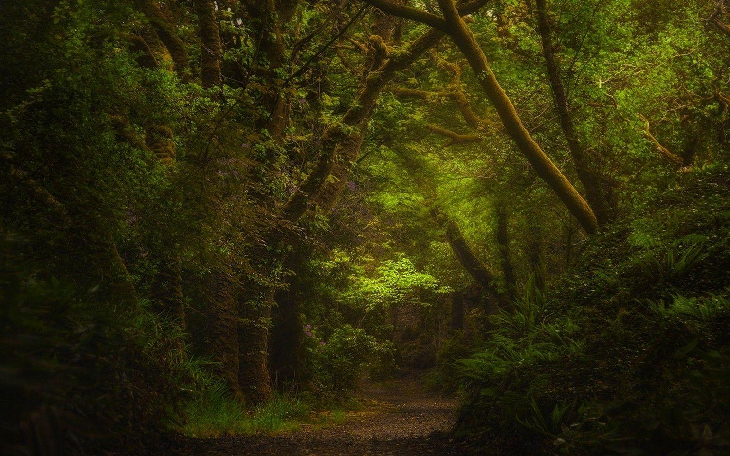 Ireland Forest Desktop Wallpapers Top Free Ireland Forest Desktop