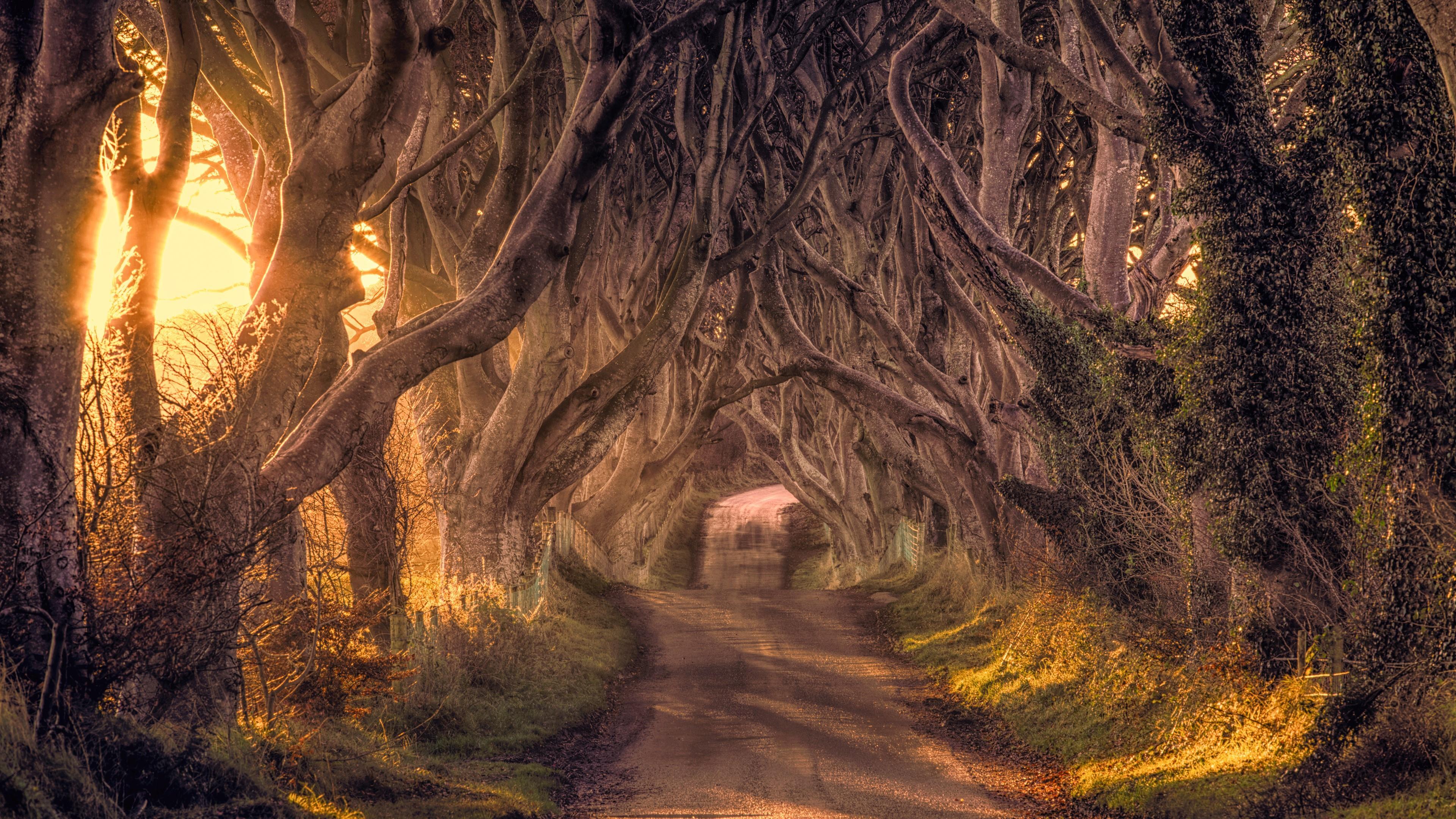 Ireland Forest Desktop Wallpapers Top Free Ireland Forest Desktop