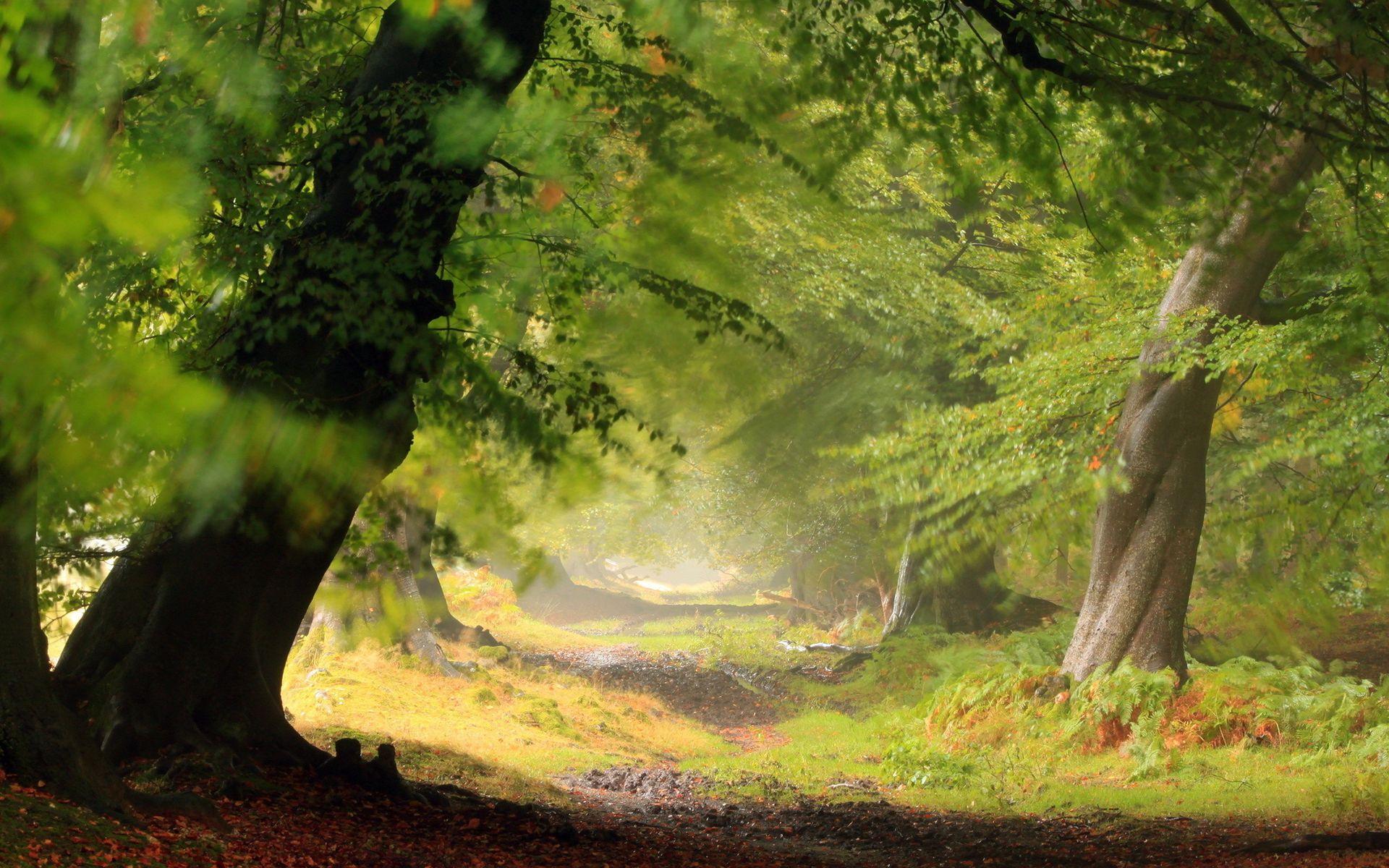 Ireland Forest Desktop Wallpapers Top Free Ireland Forest Desktop
