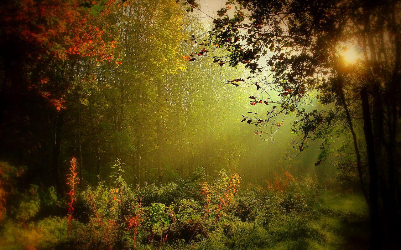 Ireland Forest Desktop Wallpapers Top Free Ireland Forest Desktop