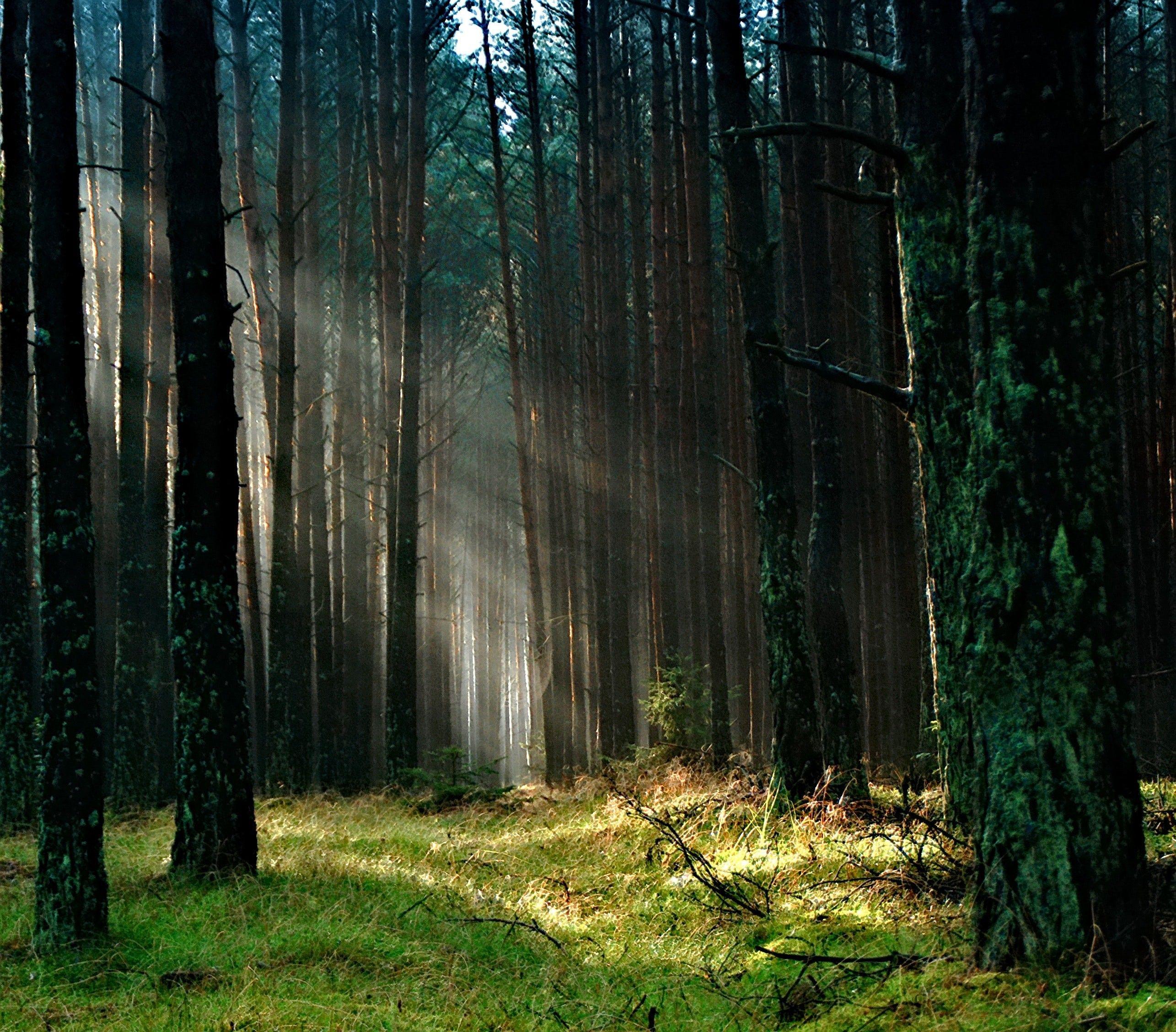 Ireland Forest Desktop Wallpapers Top Free Ireland Forest Desktop
