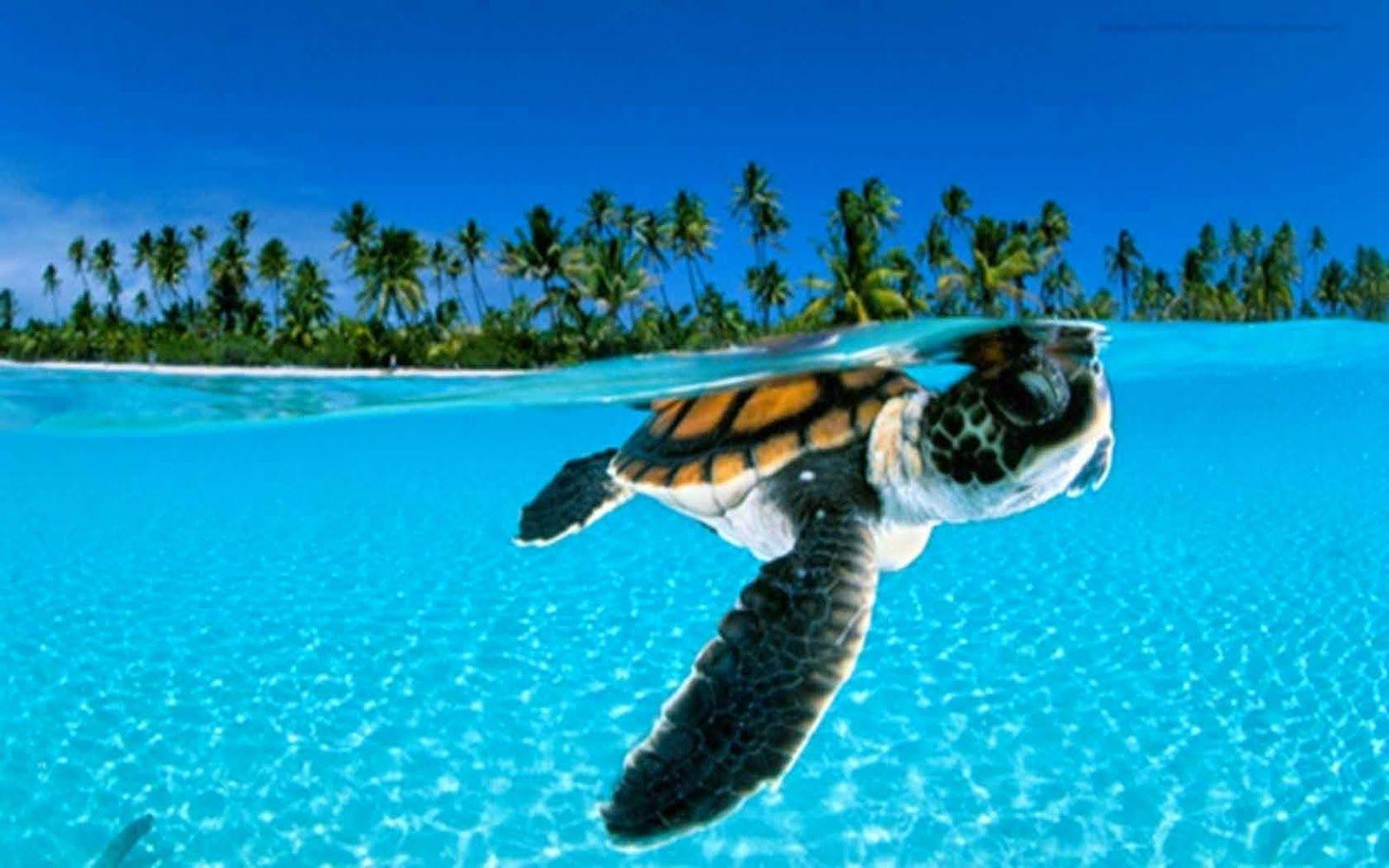 Water Animal Wallpapers Top Free Water Animal Backgrounds