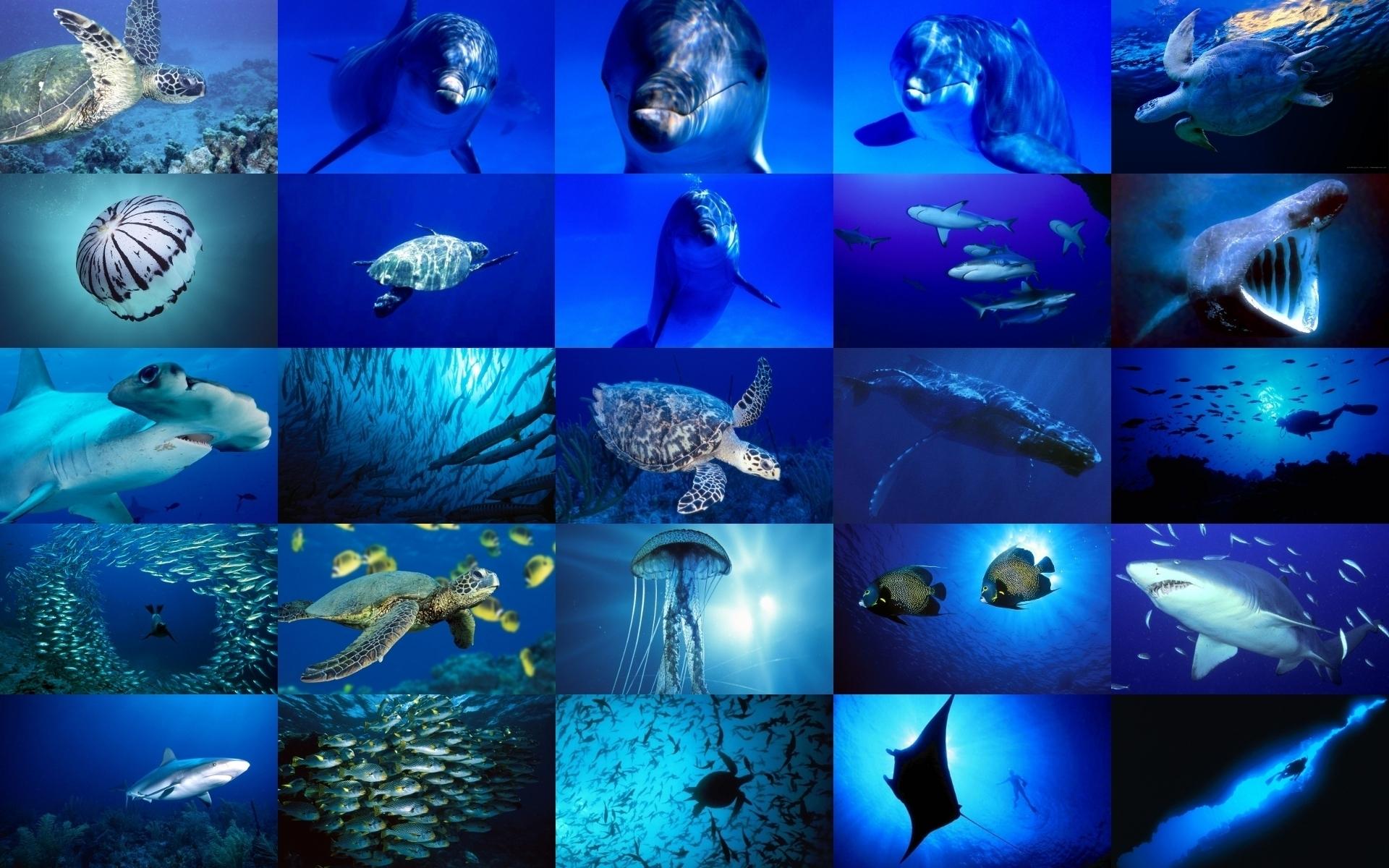 Water Animal Wallpapers Top Free Water Animal Backgrounds