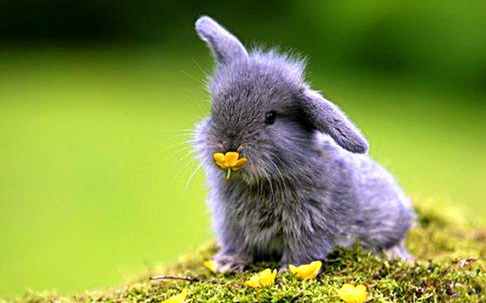 Rabbit Animal Wallpapers Top Free Rabbit Animal Backgrounds