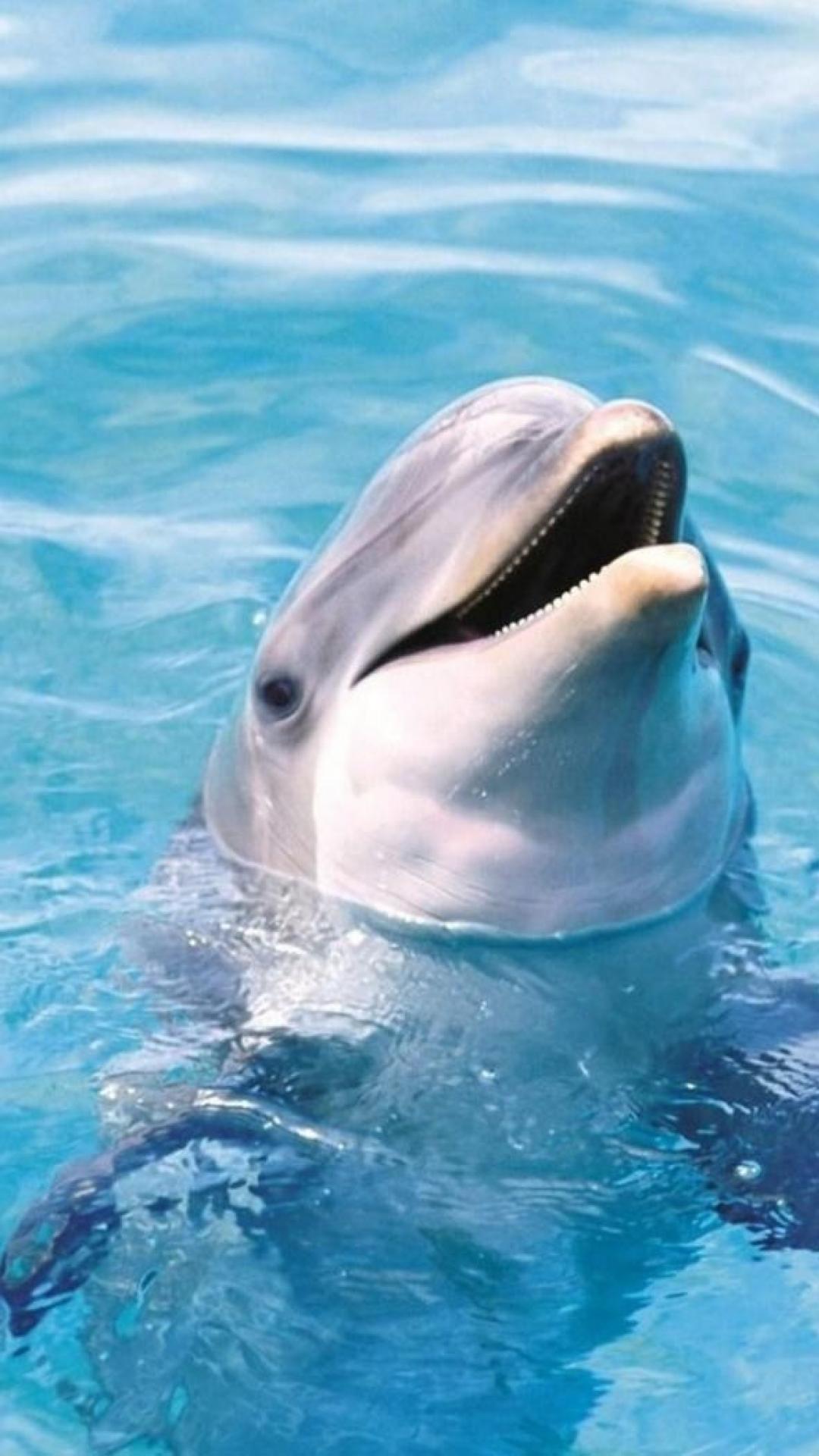 Water Animal Wallpapers Top Free Water Animal Backgrounds