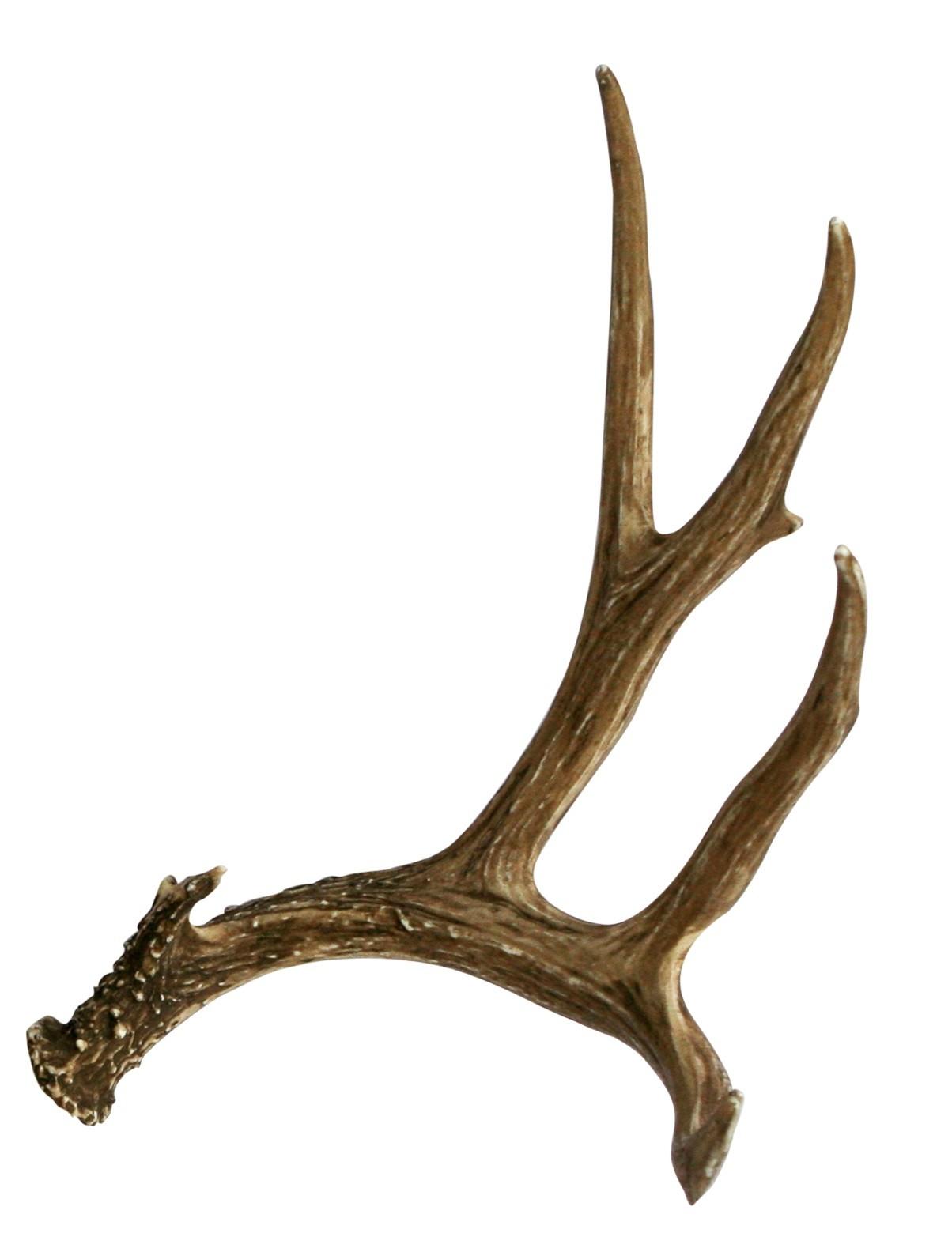 Deer Antler Wallpapers Top Free Deer Antler Backgrounds WallpaperAccess