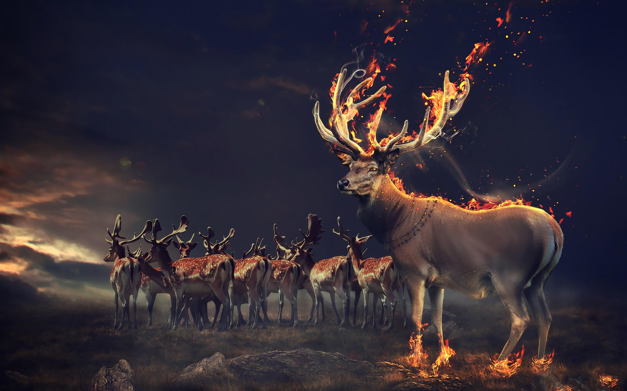 Deer Antler Wallpapers Top Free Deer Antler Backgrounds WallpaperAccess