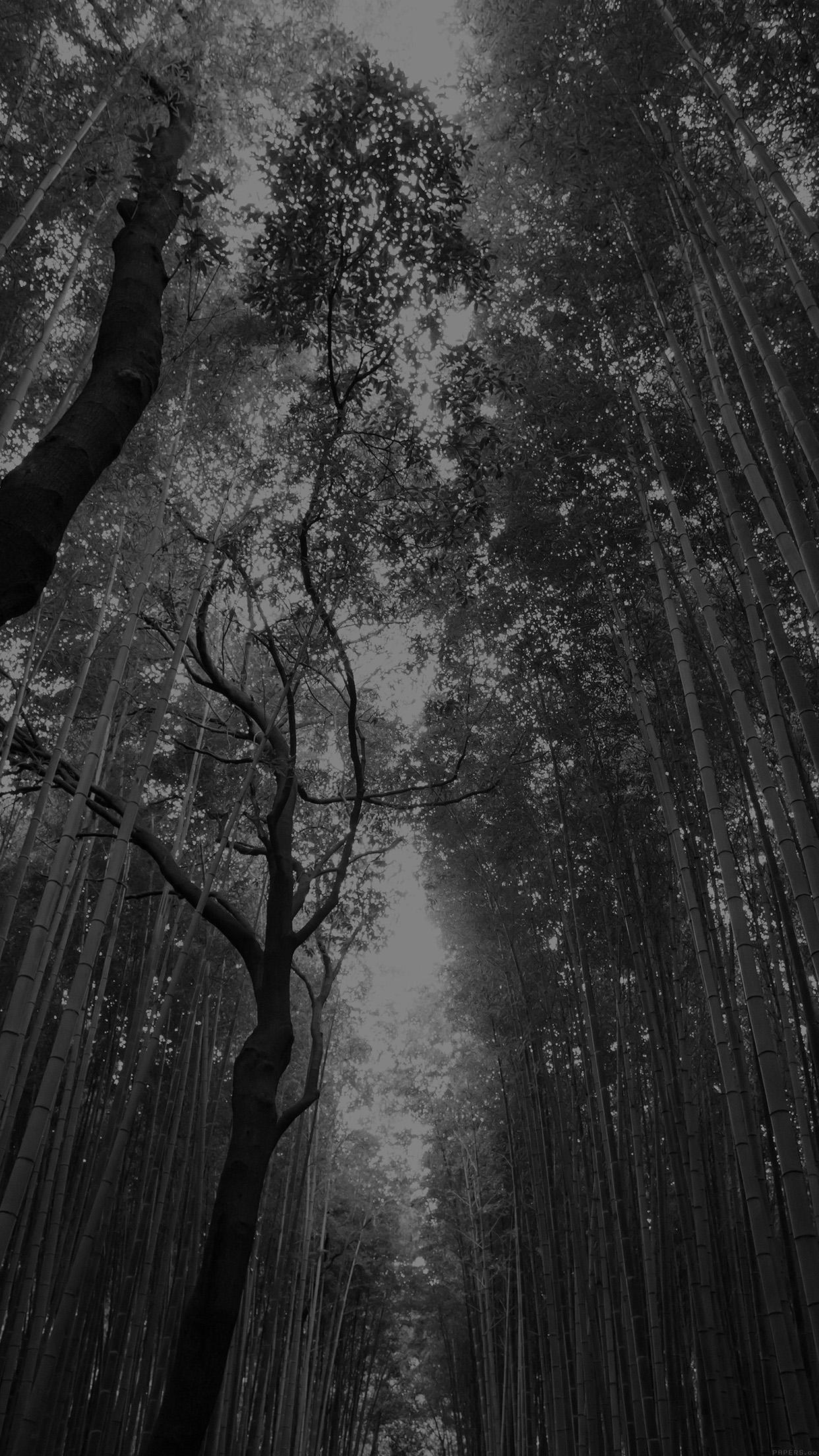 Black and White Tree iPhone Wallpapers Top Free Black and White Tree iPhone Backgrounds