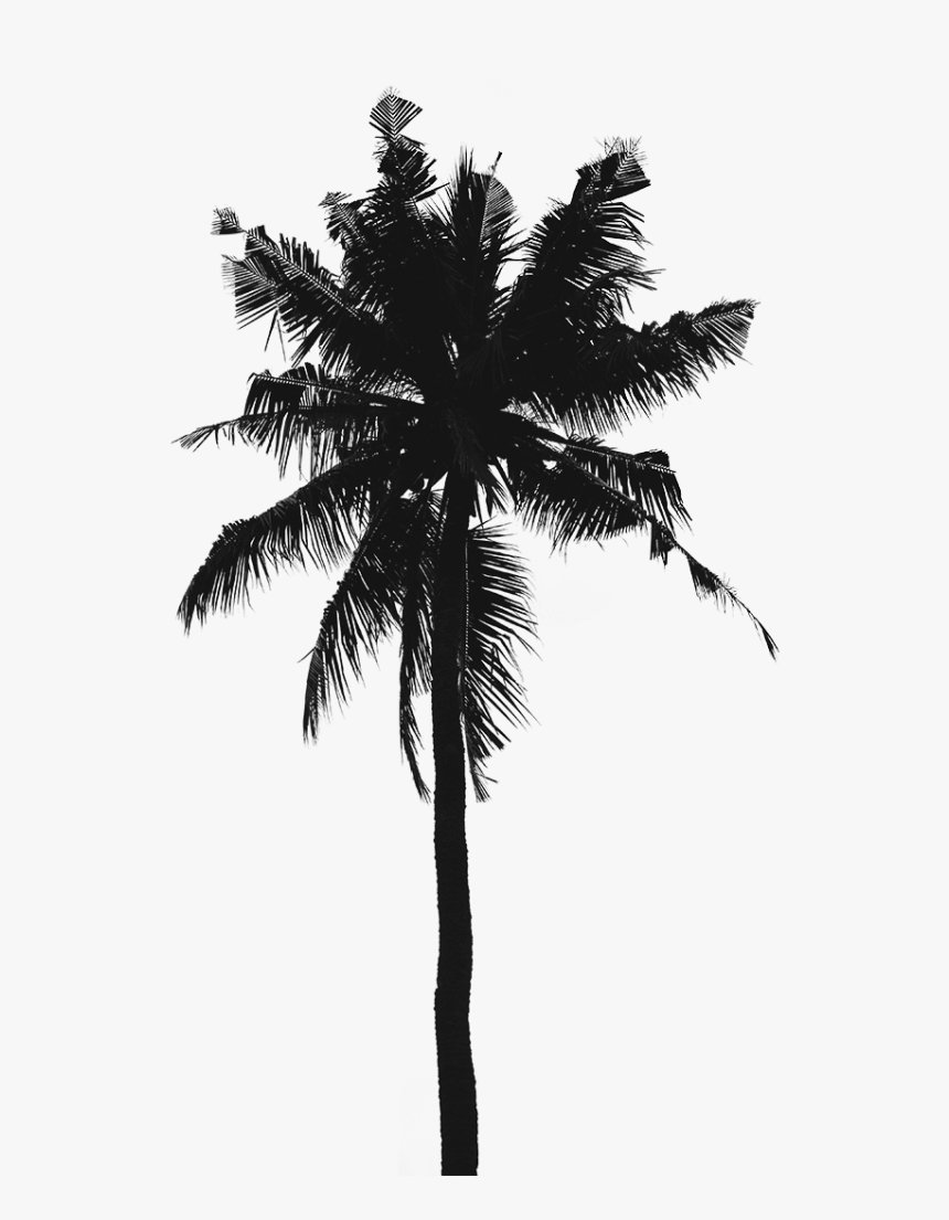 Black and White Palm Tree Wallpapers Top Free Black and White Palm