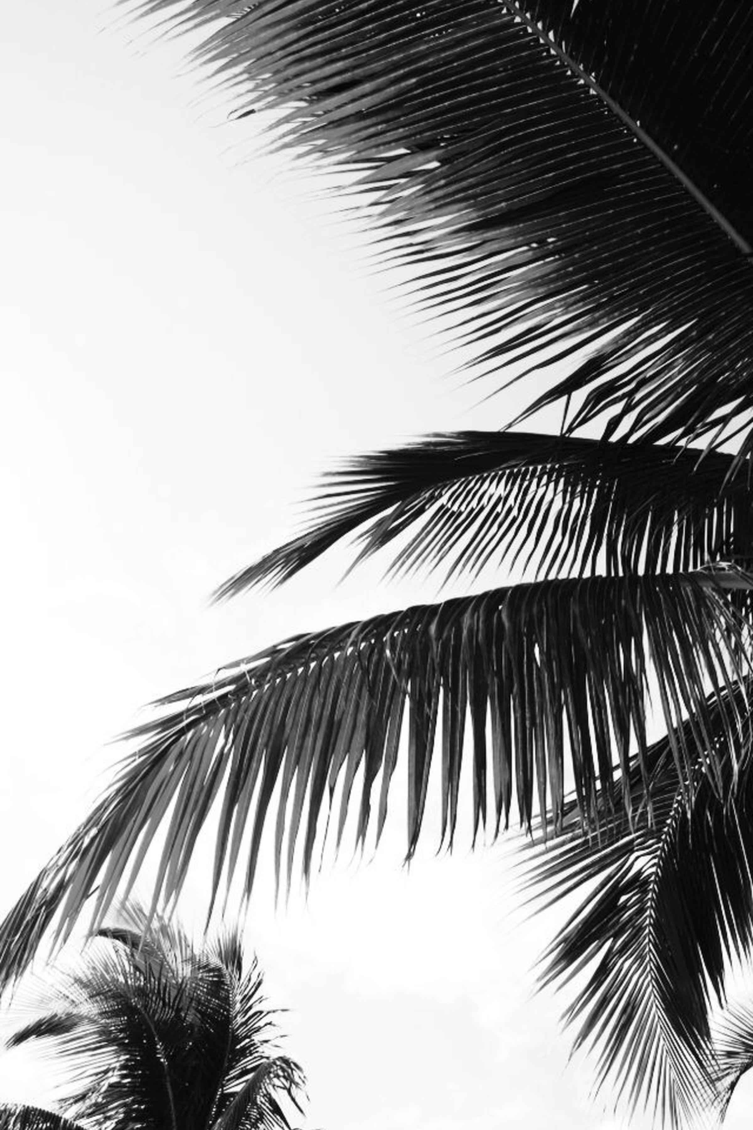 Black and White Palm Tree Wallpapers Top Free Black and White Palm